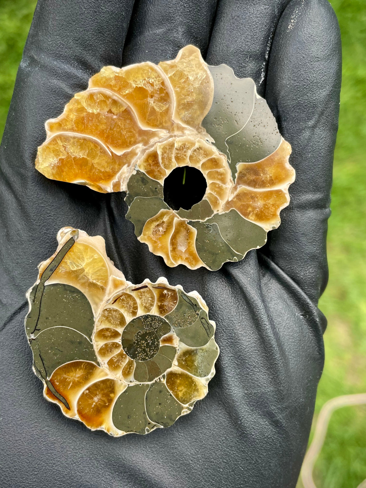 StoneBorn Creations Polished Ammonite Fossil – Golden Crystal Chambers