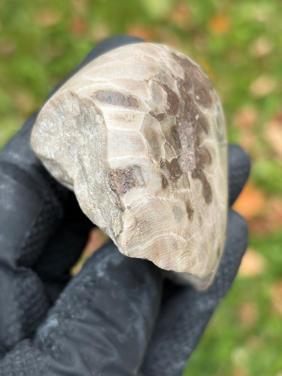 StoneBorn Creations – Hand-Polished Petoskey Stone | Fossilized Coral | Natural Freeform Display