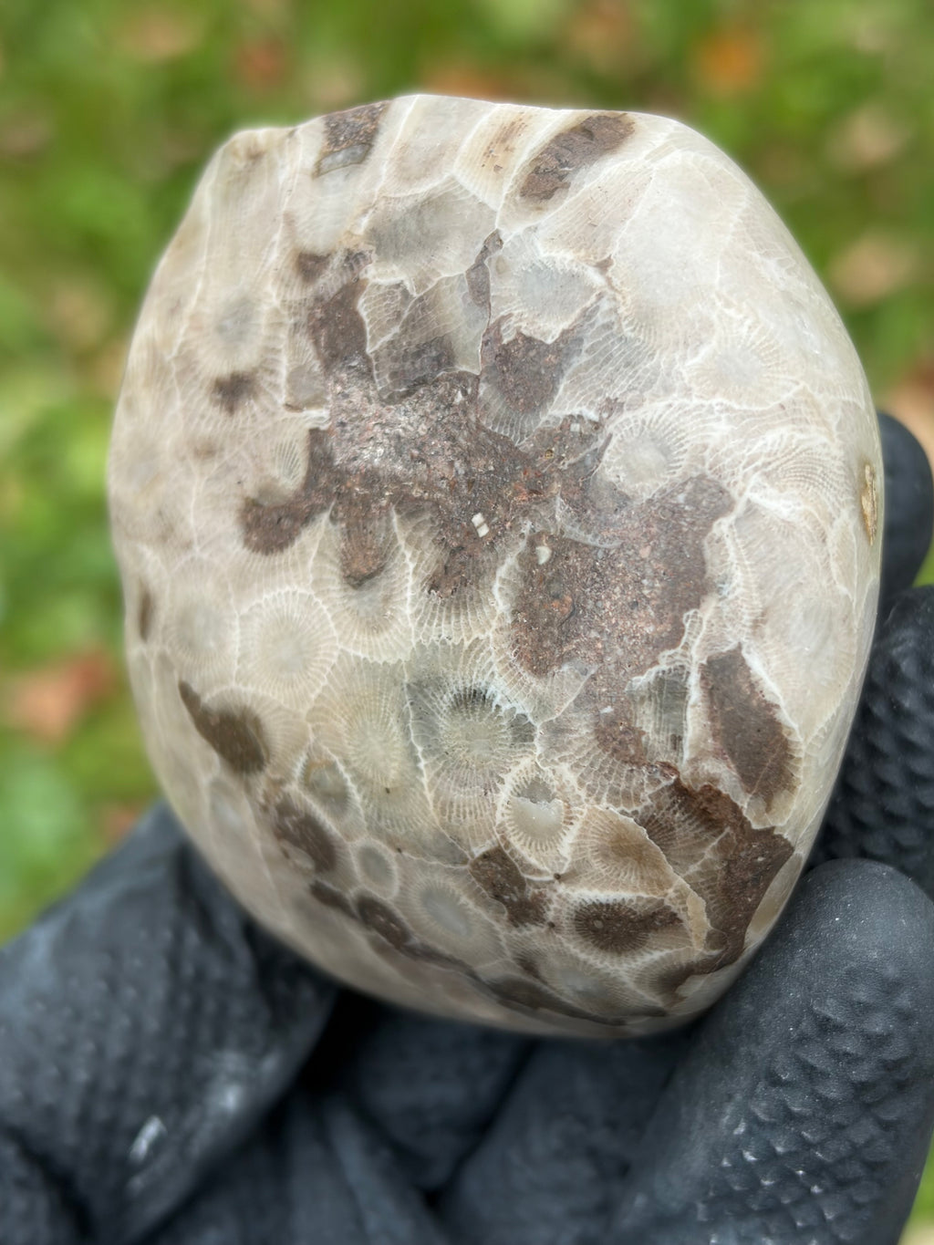 StoneBorn Creations – Hand-Polished Petoskey Stone | Fossilized Coral | Natural Freeform Display