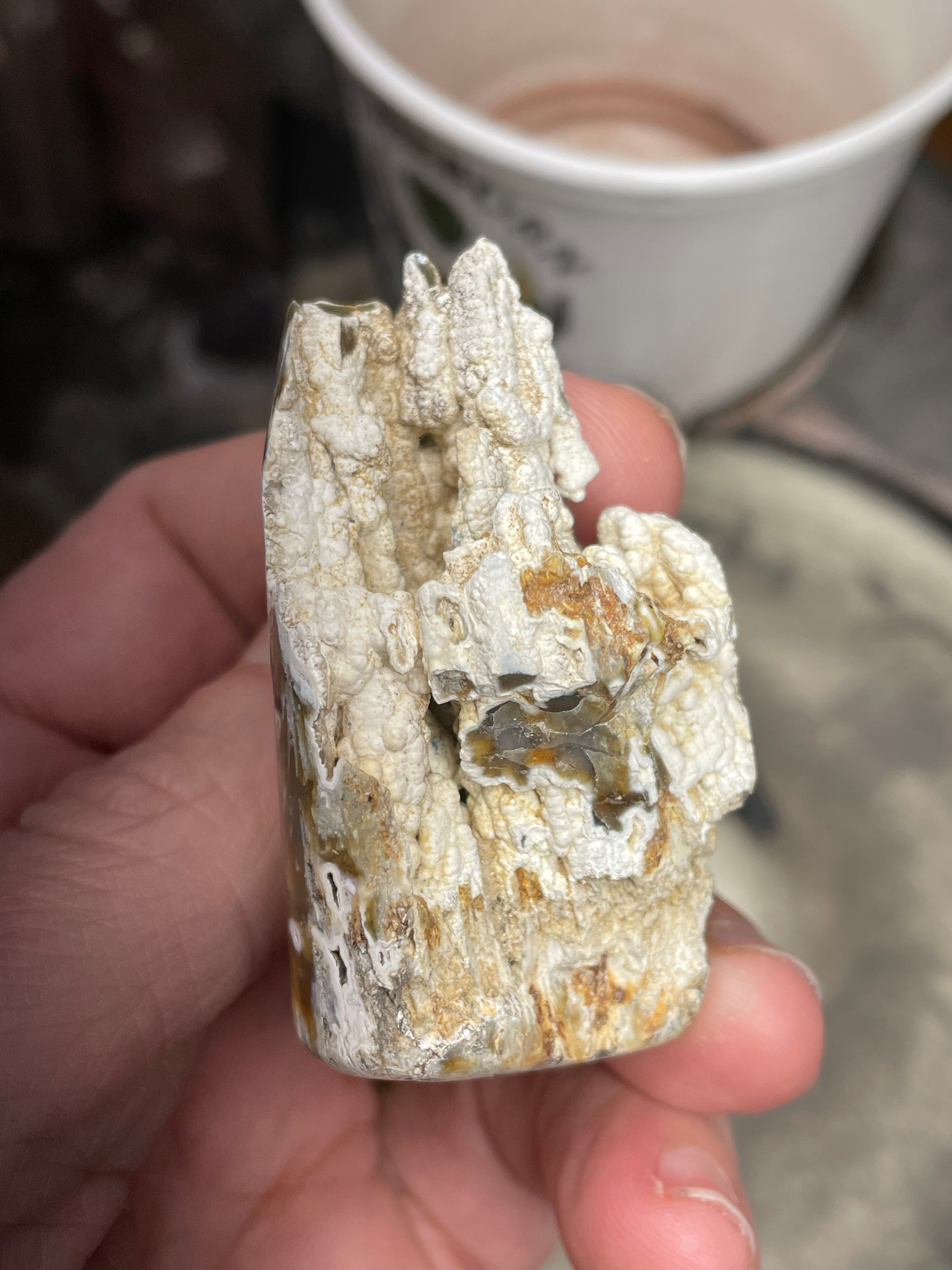 Agatized Coral – Hand Shaped & Polished Freeform