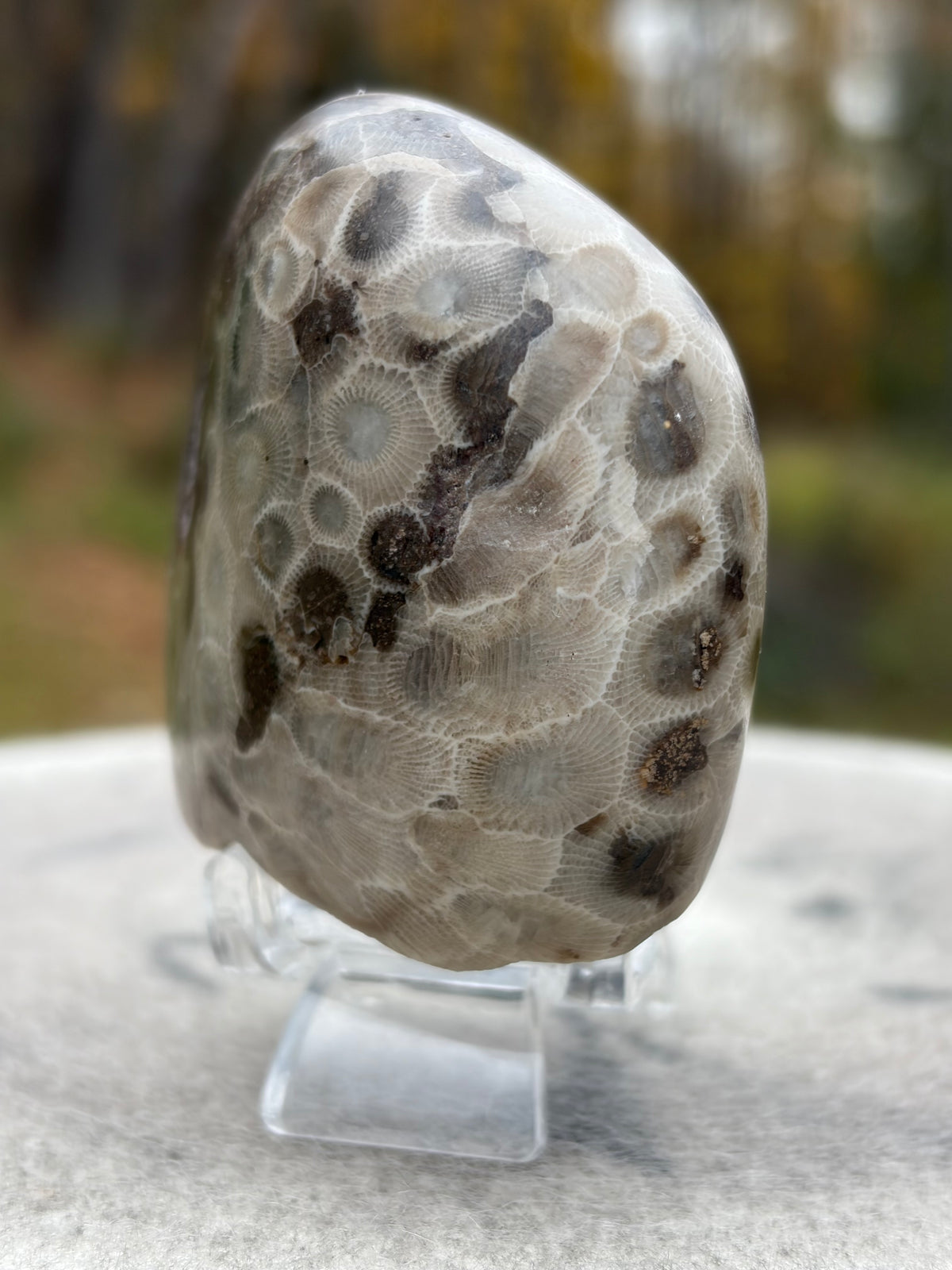 StoneBorn Creations – Hand-Polished Petoskey Stone | Fossilized Coral | Natural Freeform Display