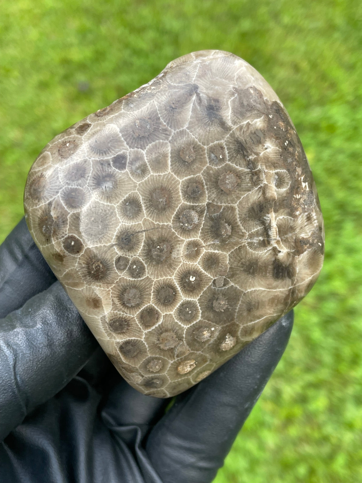 StoneBorn Creations Petoskey Stone Freeform – Hand Polished Fossil Coral with Natural Matrix