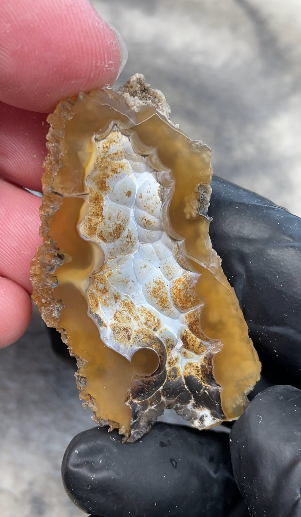 UV Reactive Agatized Coral — Polished Fossil Specimen