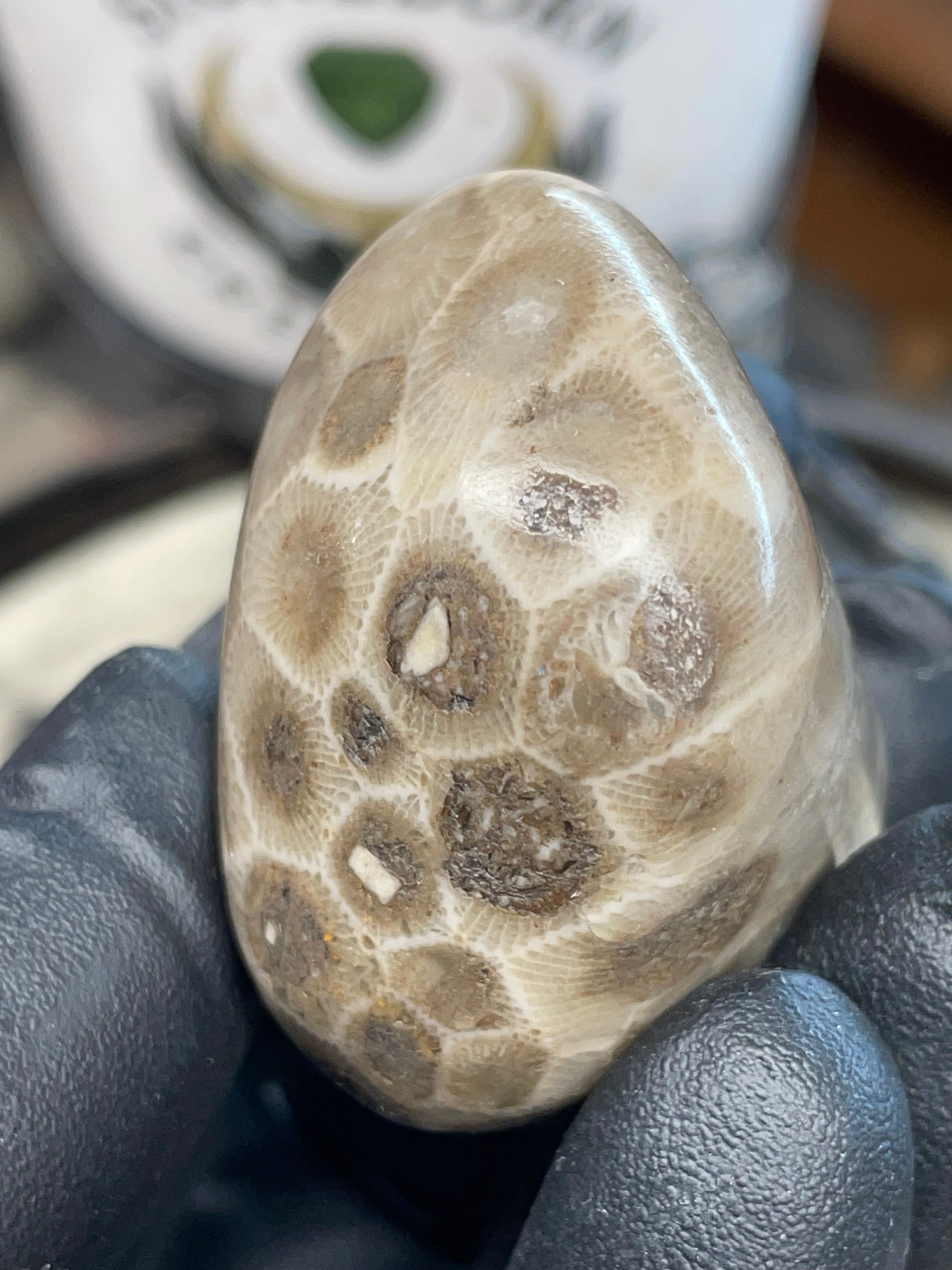 StoneBorn Creations – Polished Petoskey Stone (Ancient Fossil Coral)