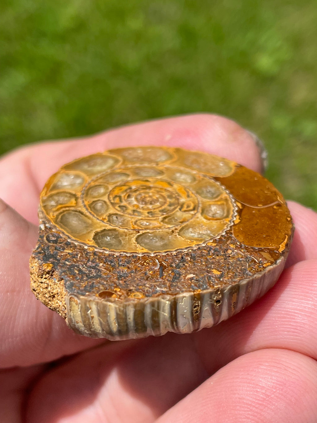 StoneBorn Creations Hand-Polished Split Ammonite Fossil Pair with Natural Druzy Chambers and Preserved Crystal-Filled Septa