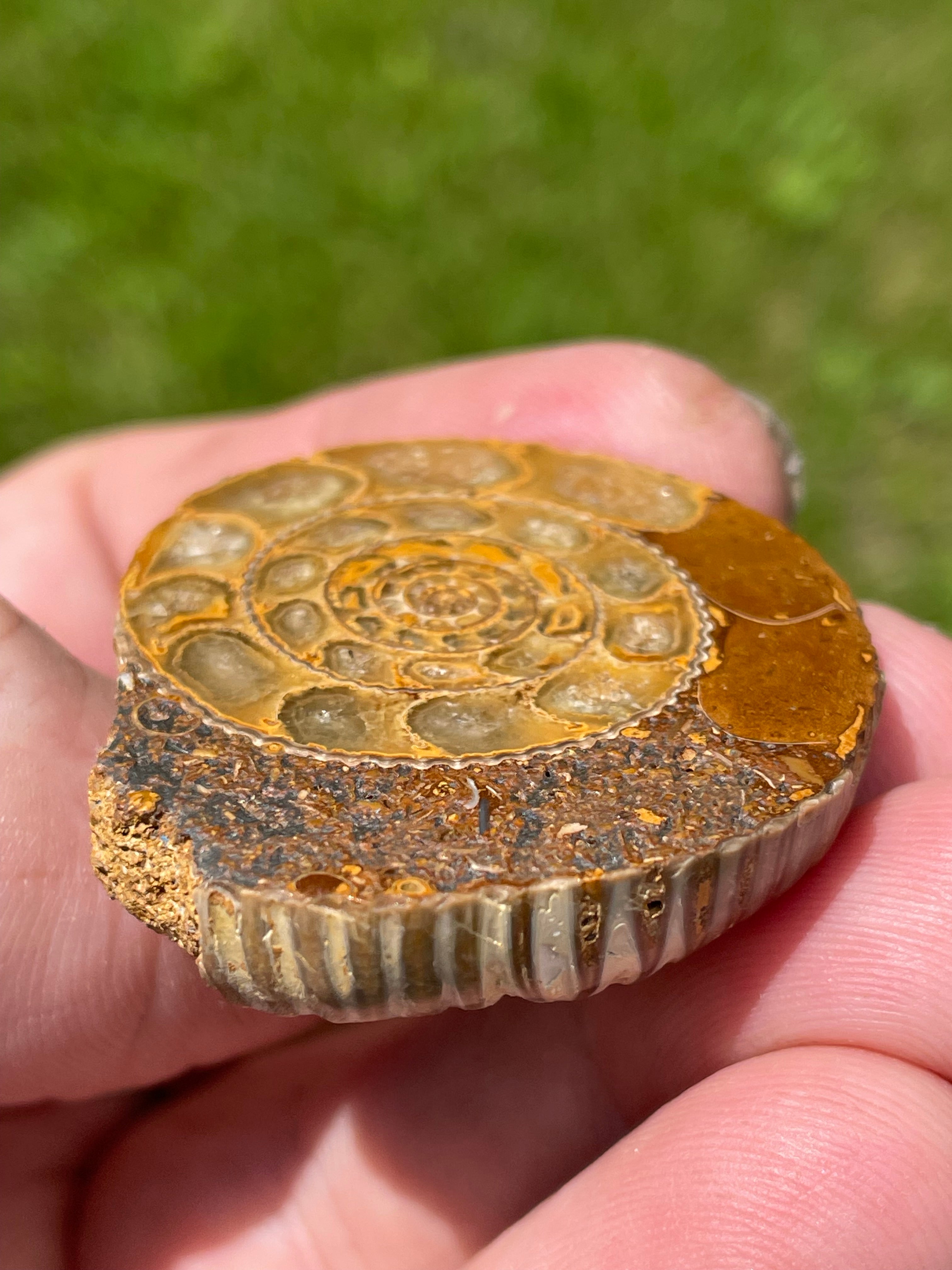 StoneBorn Creations Hand-Polished Split Ammonite Fossil Pair with Natural Druzy Chambers and Preserved Crystal-Filled Septa