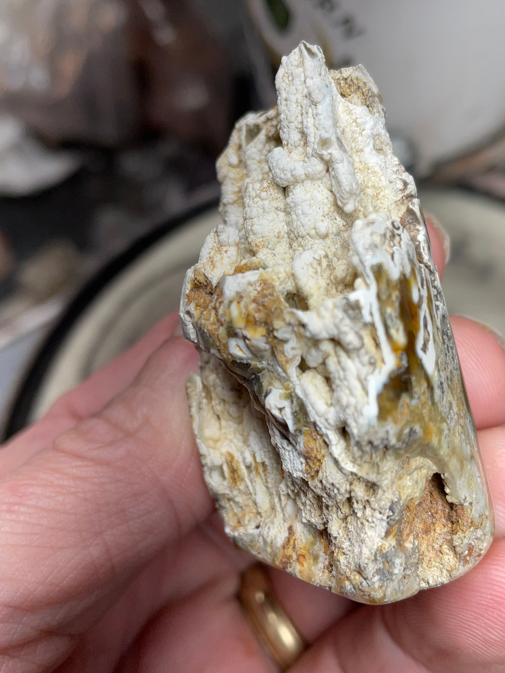 Agatized Coral – Hand Shaped & Polished Freeform