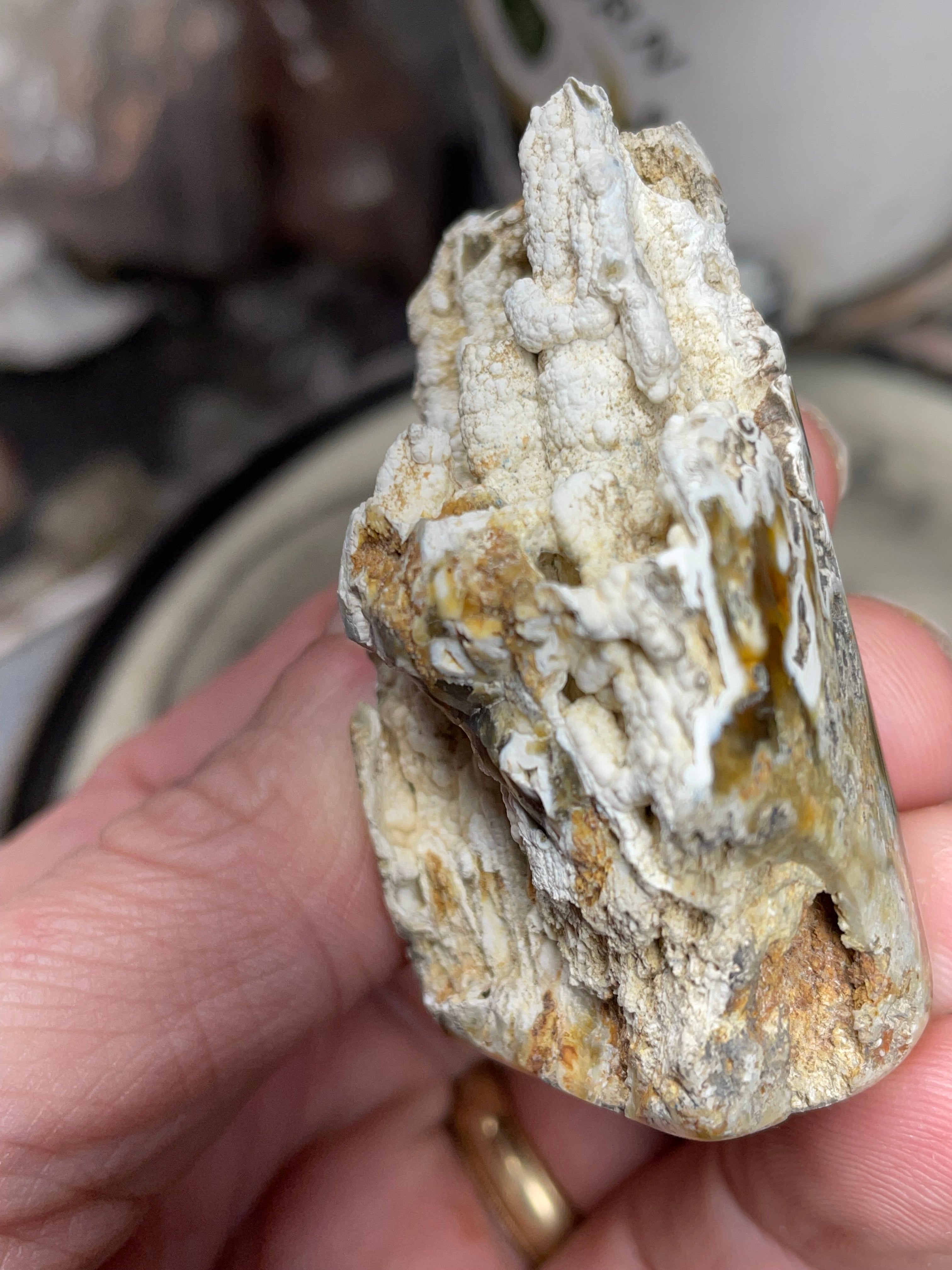 Agatized Coral – Hand Shaped & Polished Freeform