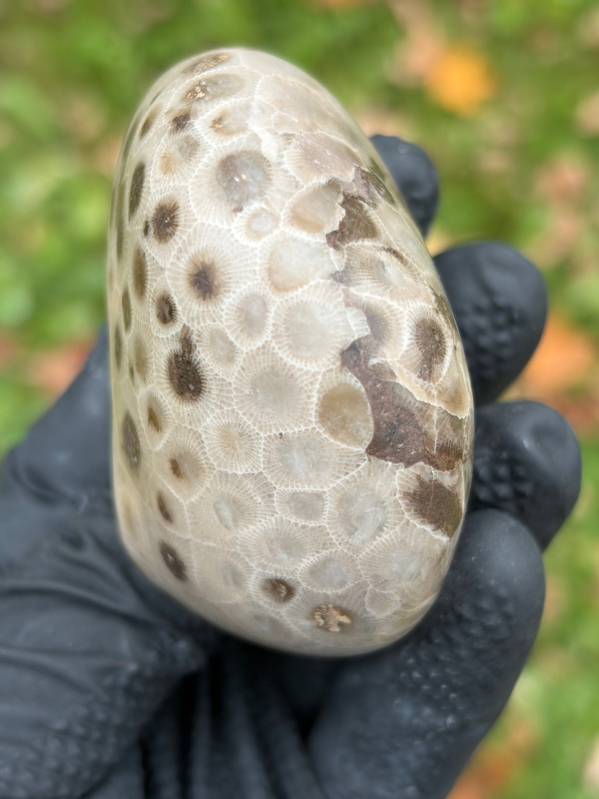 StoneBorn Creations – Hand-Polished Petoskey Stone | Fossilized Coral | Natural Freeform Display
