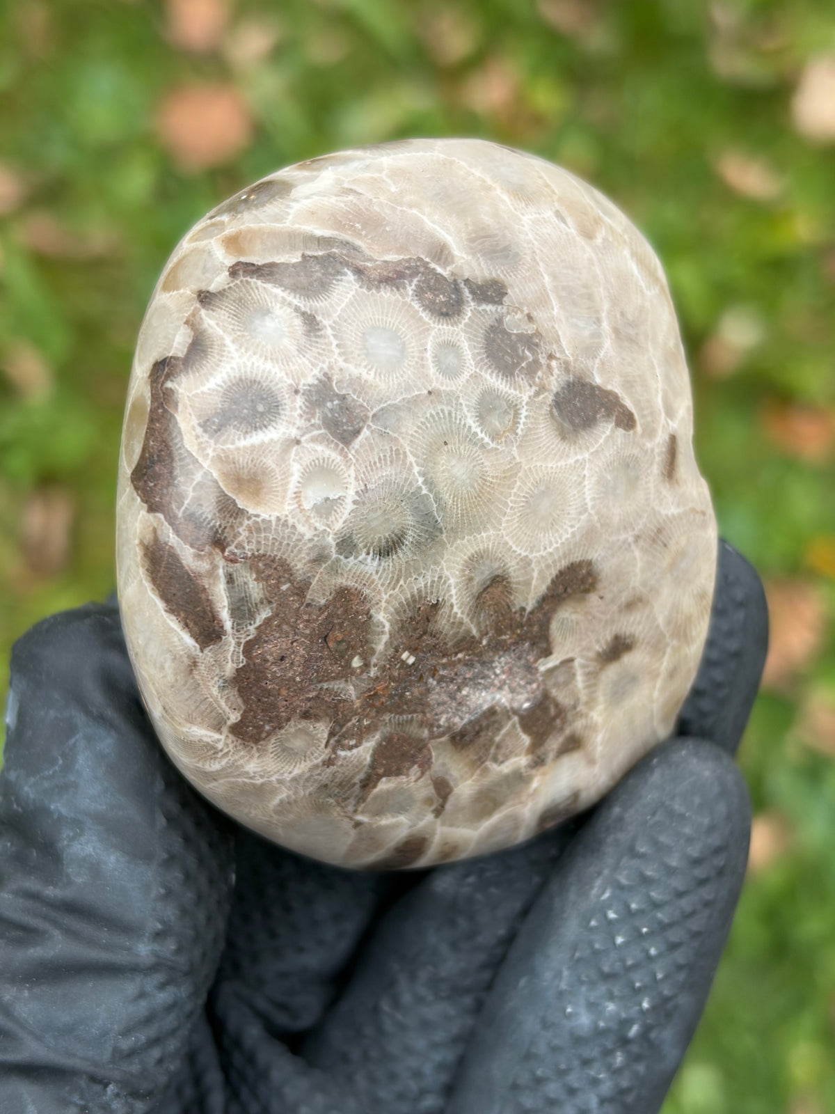 StoneBorn Creations – Hand-Polished Petoskey Stone | Fossilized Coral | Natural Freeform Display
