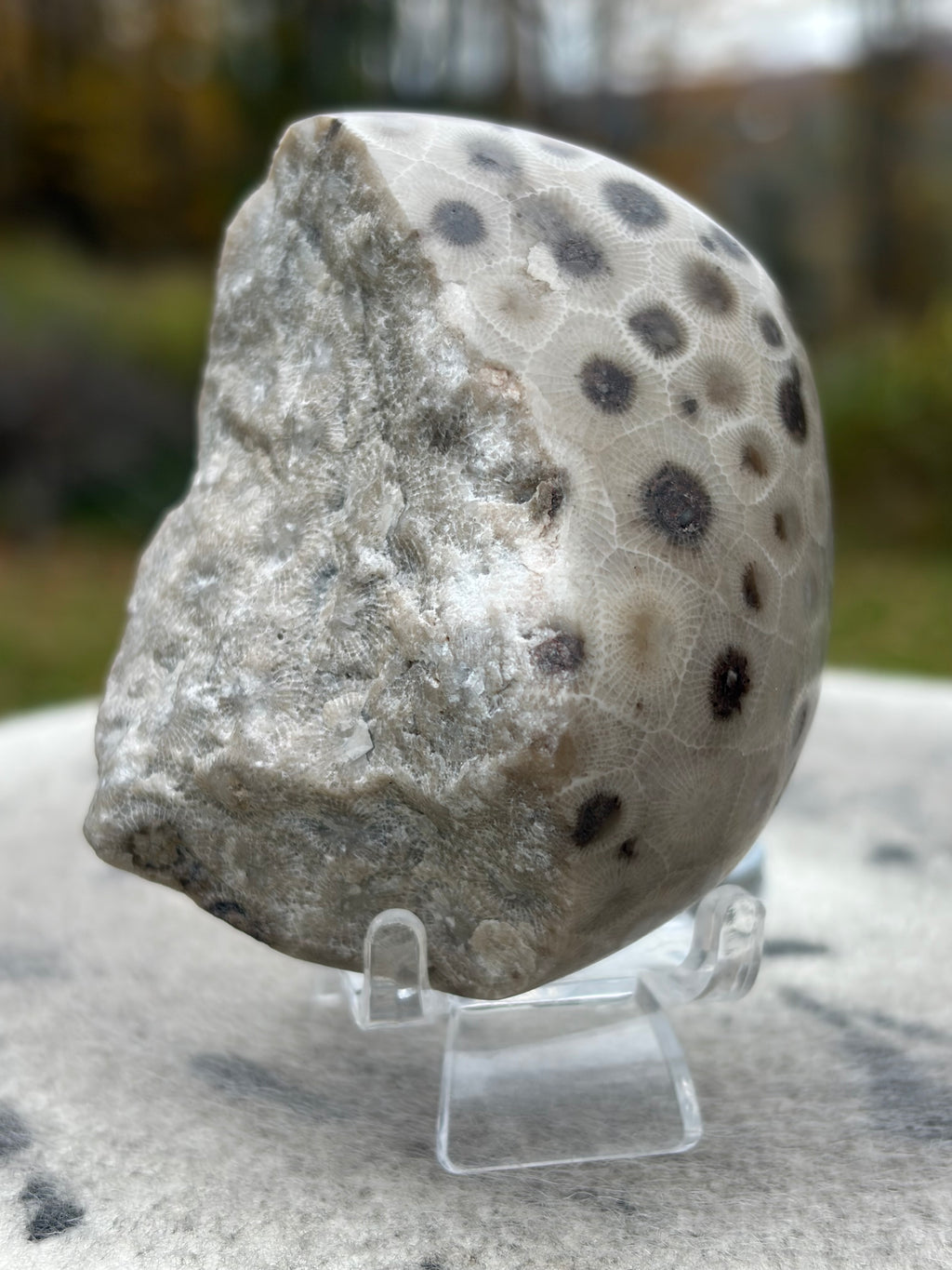 StoneBorn Creations – Hand-Polished Petoskey Stone | Fossilized Coral | Natural Freeform Display