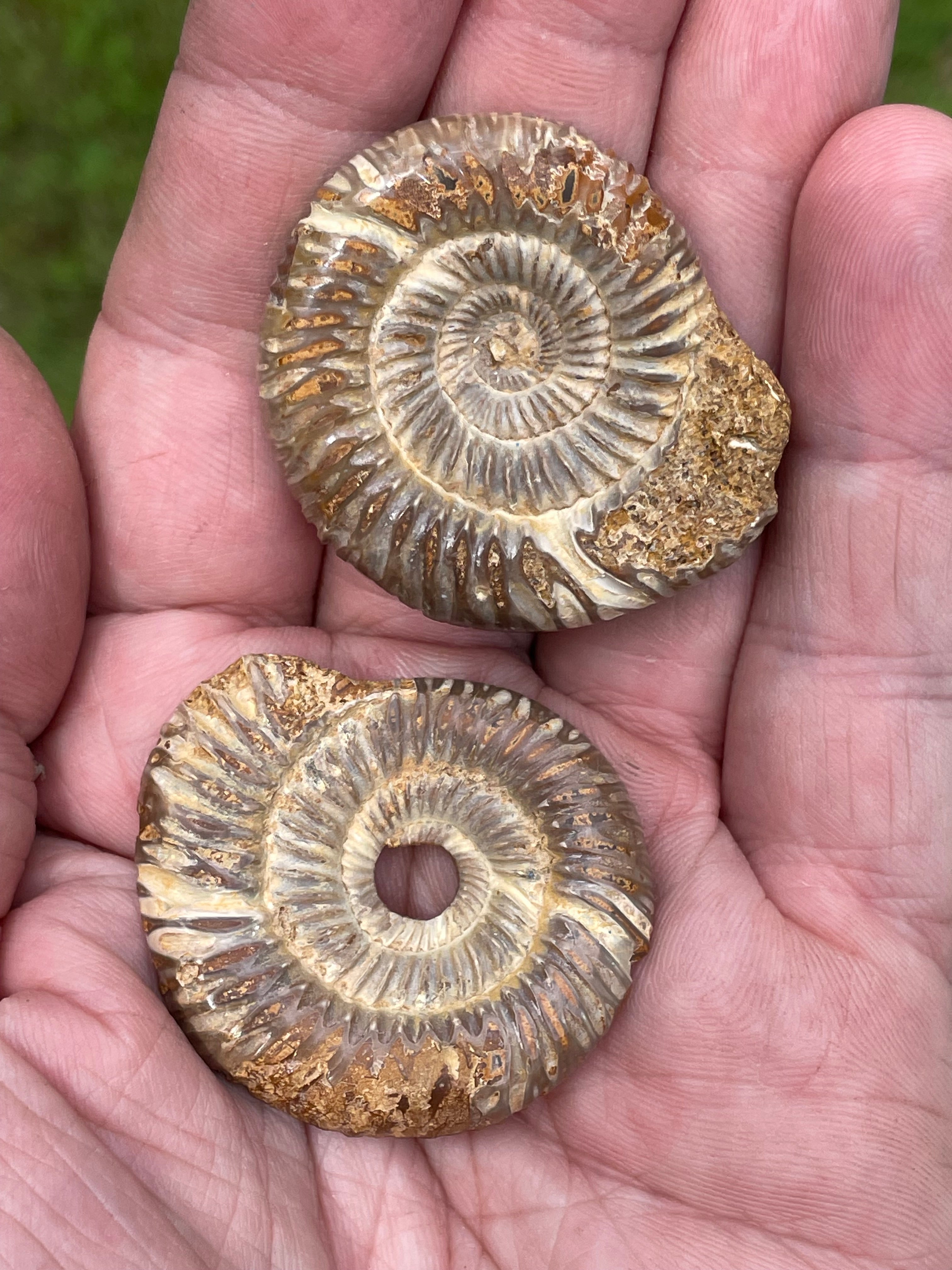 StoneBorn Creations Hand-Polished Split Ammonite Fossil Pair with Natural Druzy Chambers and Preserved Crystal-Filled Septa