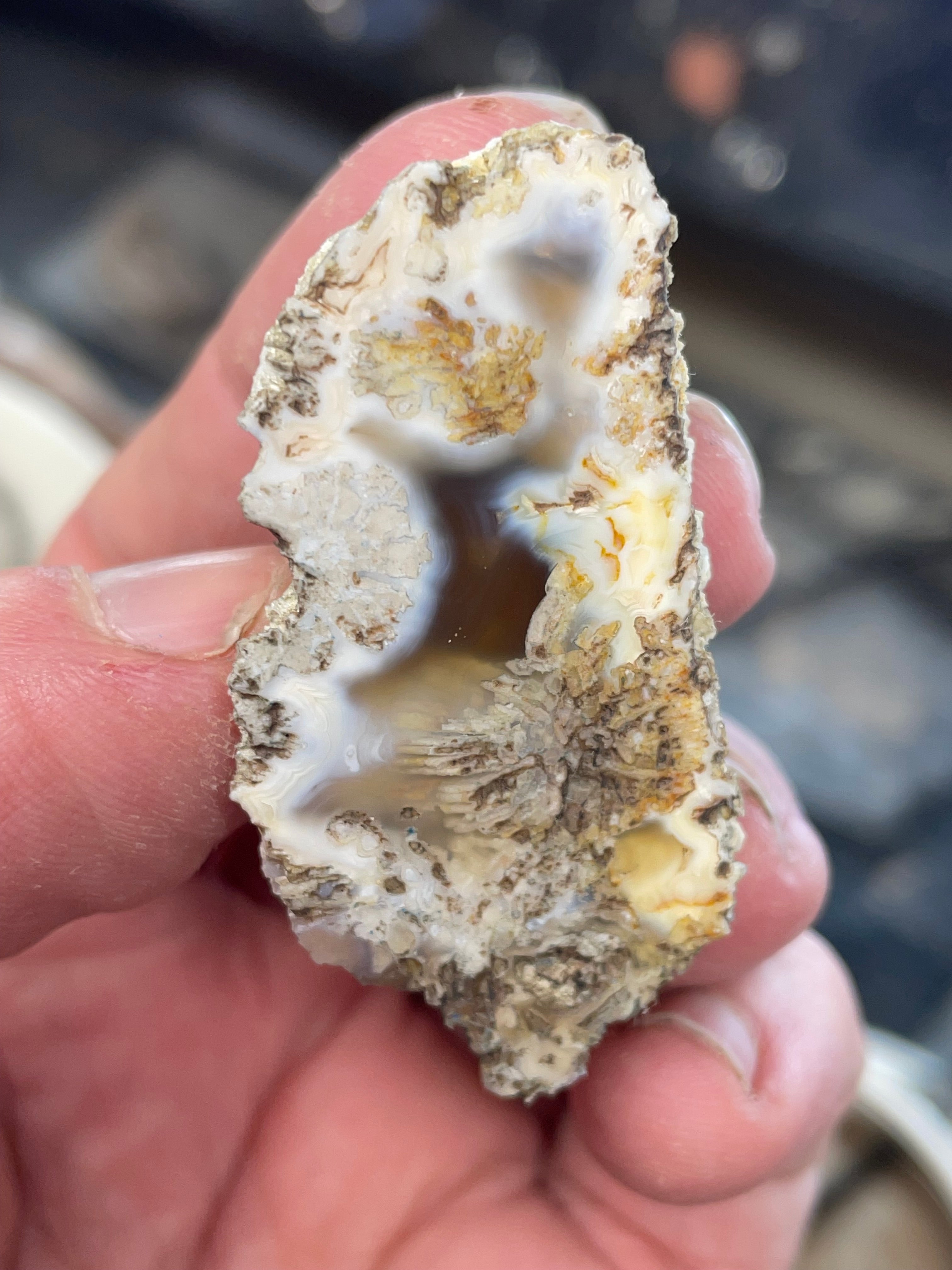Agatized Coral | Hand Polished Fossil Coral | One of a Kind