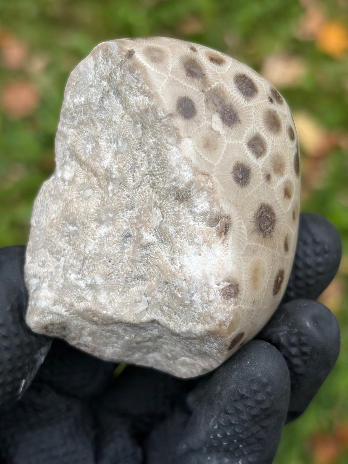 StoneBorn Creations – Hand-Polished Petoskey Stone | Fossilized Coral | Natural Freeform Display