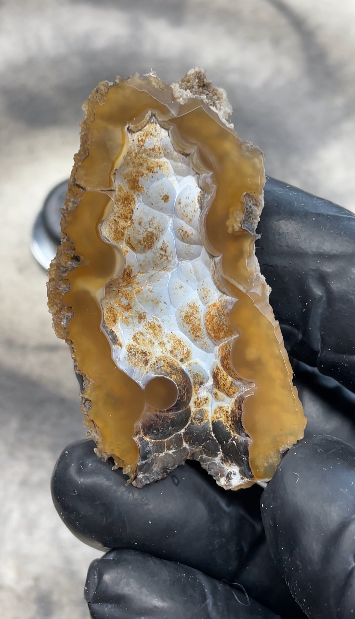 UV Reactive Agatized Coral — Polished Fossil Specimen