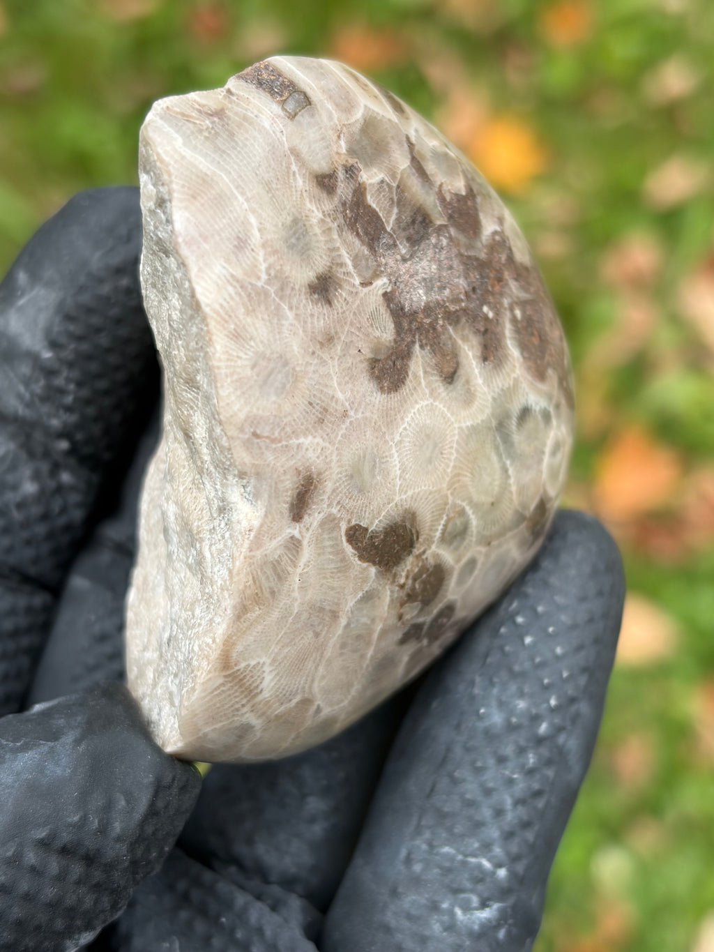 StoneBorn Creations – Hand-Polished Petoskey Stone | Fossilized Coral | Natural Freeform Display
