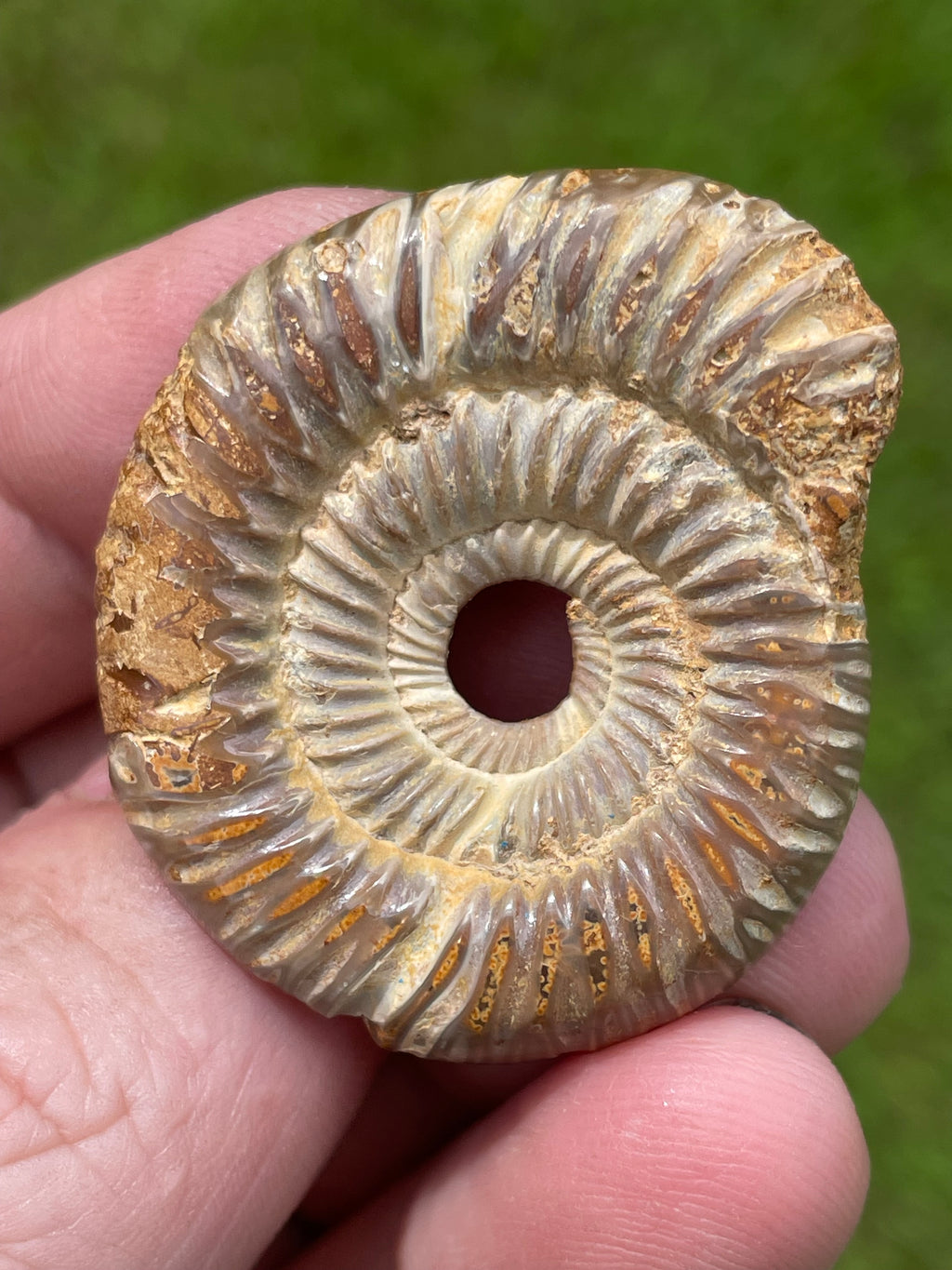 StoneBorn Creations Hand-Polished Split Ammonite Fossil Pair with Natural Druzy Chambers and Preserved Crystal-Filled Septa