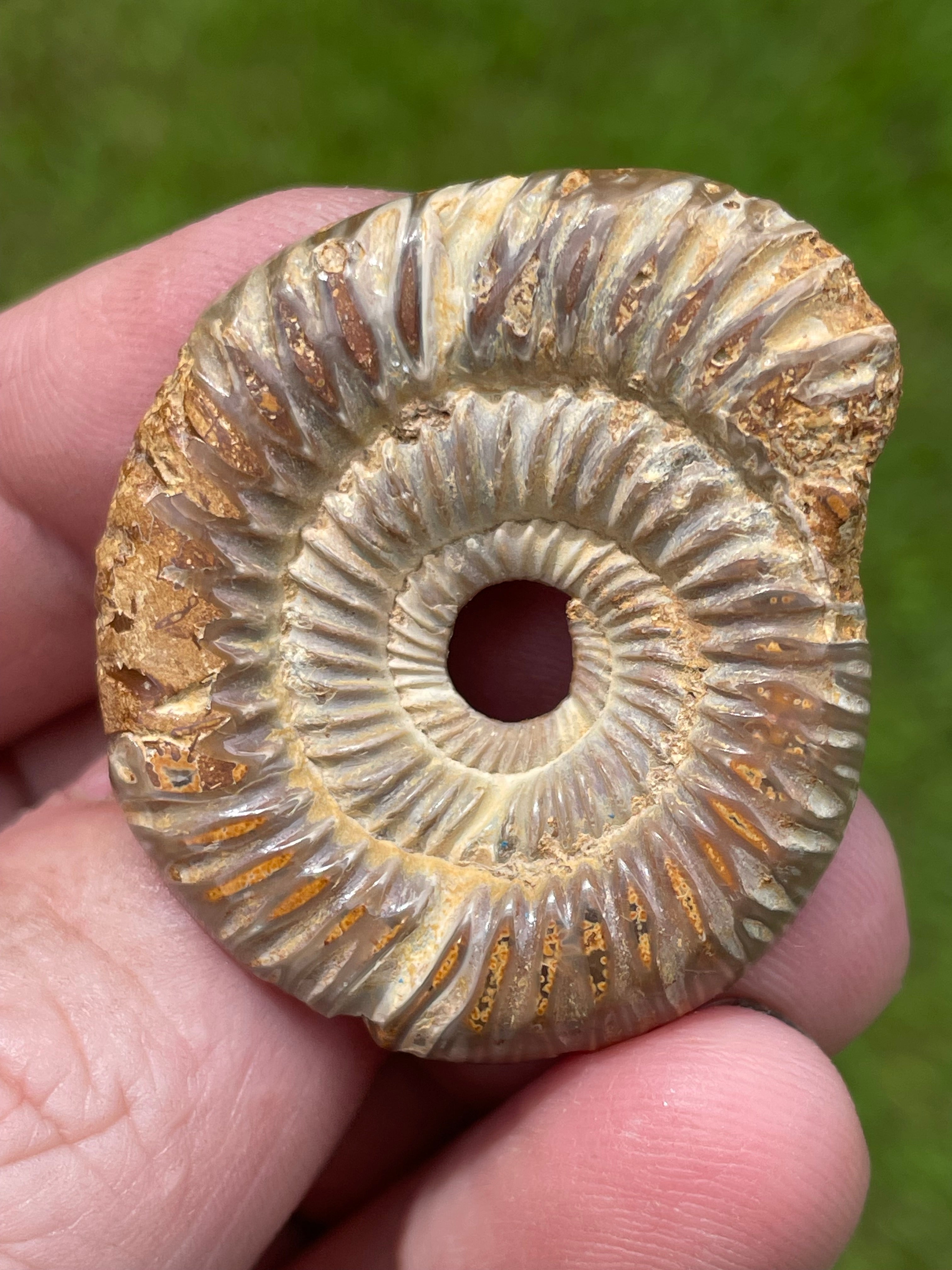 StoneBorn Creations Hand-Polished Split Ammonite Fossil Pair with Natural Druzy Chambers and Preserved Crystal-Filled Septa