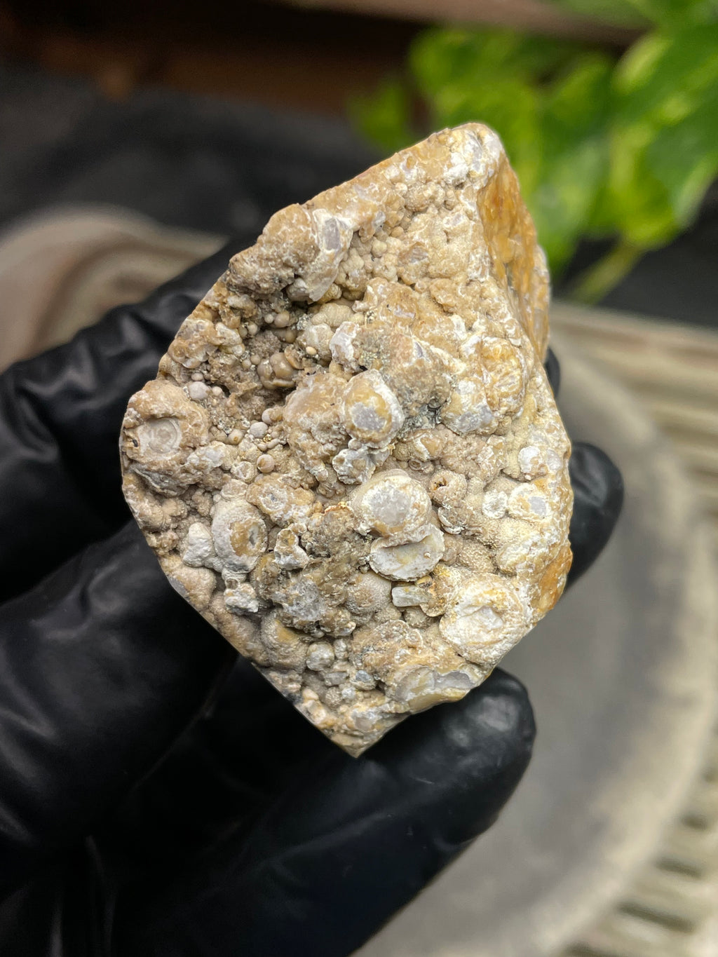 StoneBorn Creations Hand-Polished Curved Lace Agate with Natural Cream, Gold & Gray Banding – One-of-a-Kind Display Stone