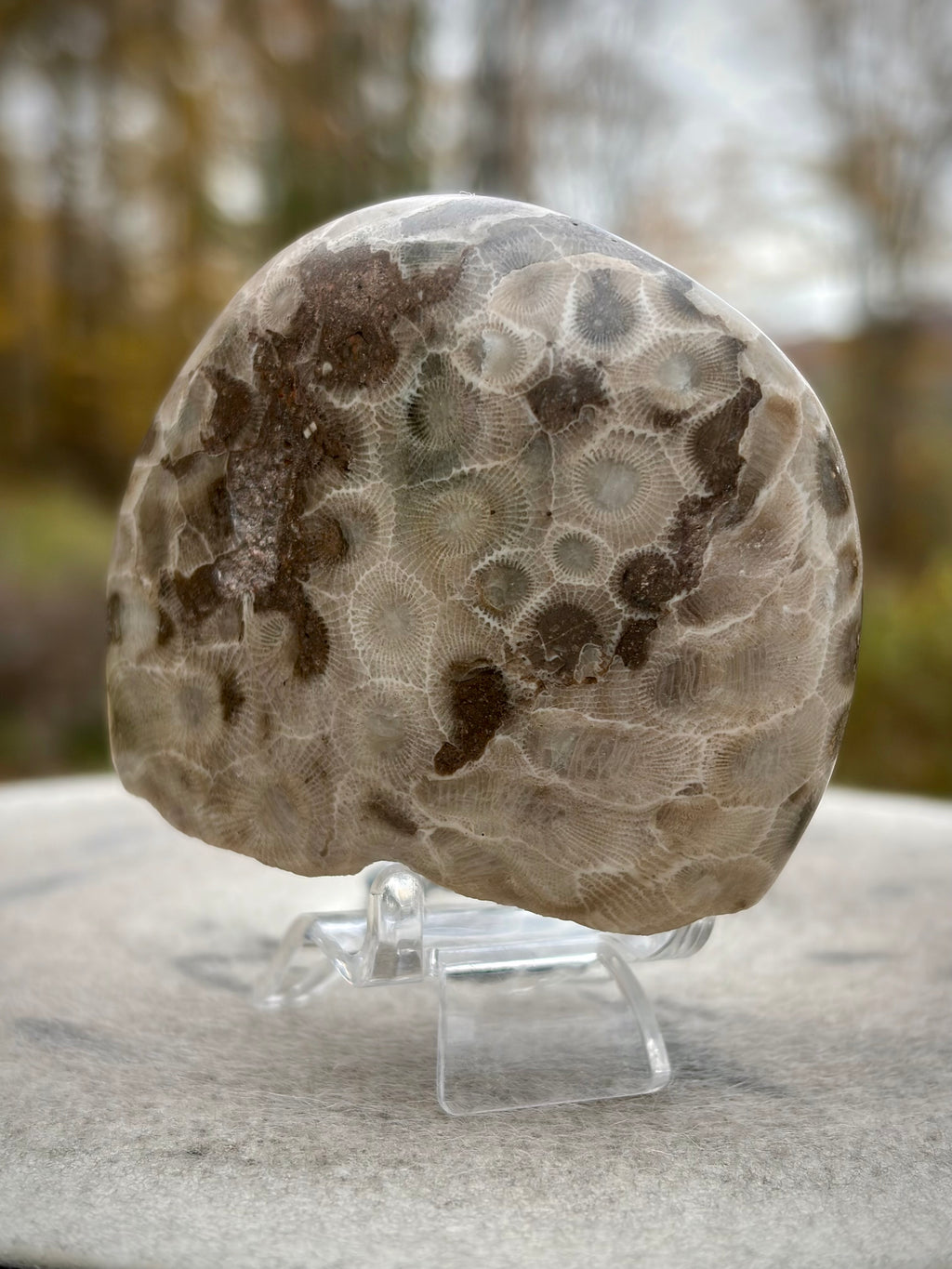 StoneBorn Creations – Hand-Polished Petoskey Stone | Fossilized Coral | Natural Freeform Display