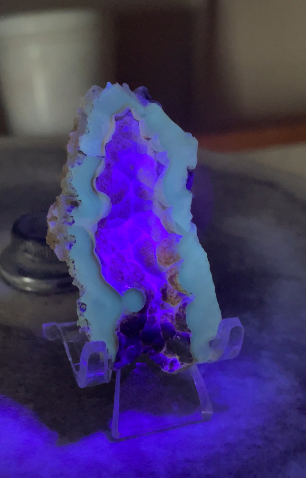 UV Reactive Agatized Coral — Polished Fossil Specimen