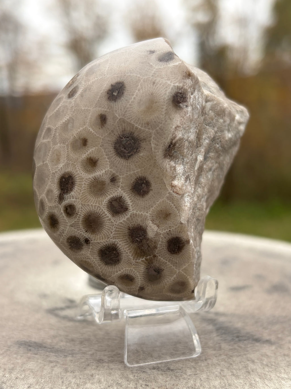 StoneBorn Creations – Hand-Polished Petoskey Stone | Fossilized Coral | Natural Freeform Display