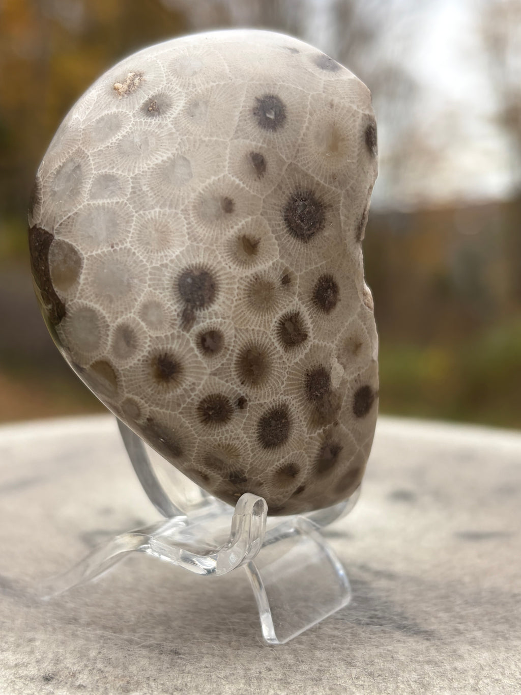 StoneBorn Creations – Hand-Polished Petoskey Stone | Fossilized Coral | Natural Freeform Display