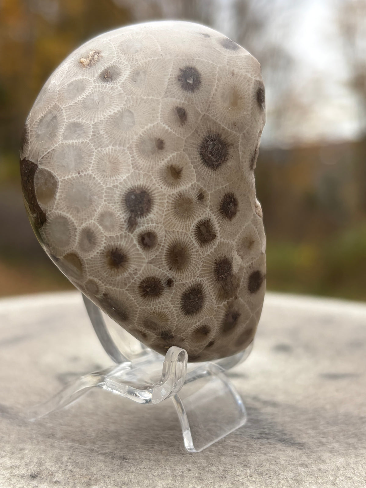 StoneBorn Creations – Hand-Polished Petoskey Stone | Fossilized Coral | Natural Freeform Display