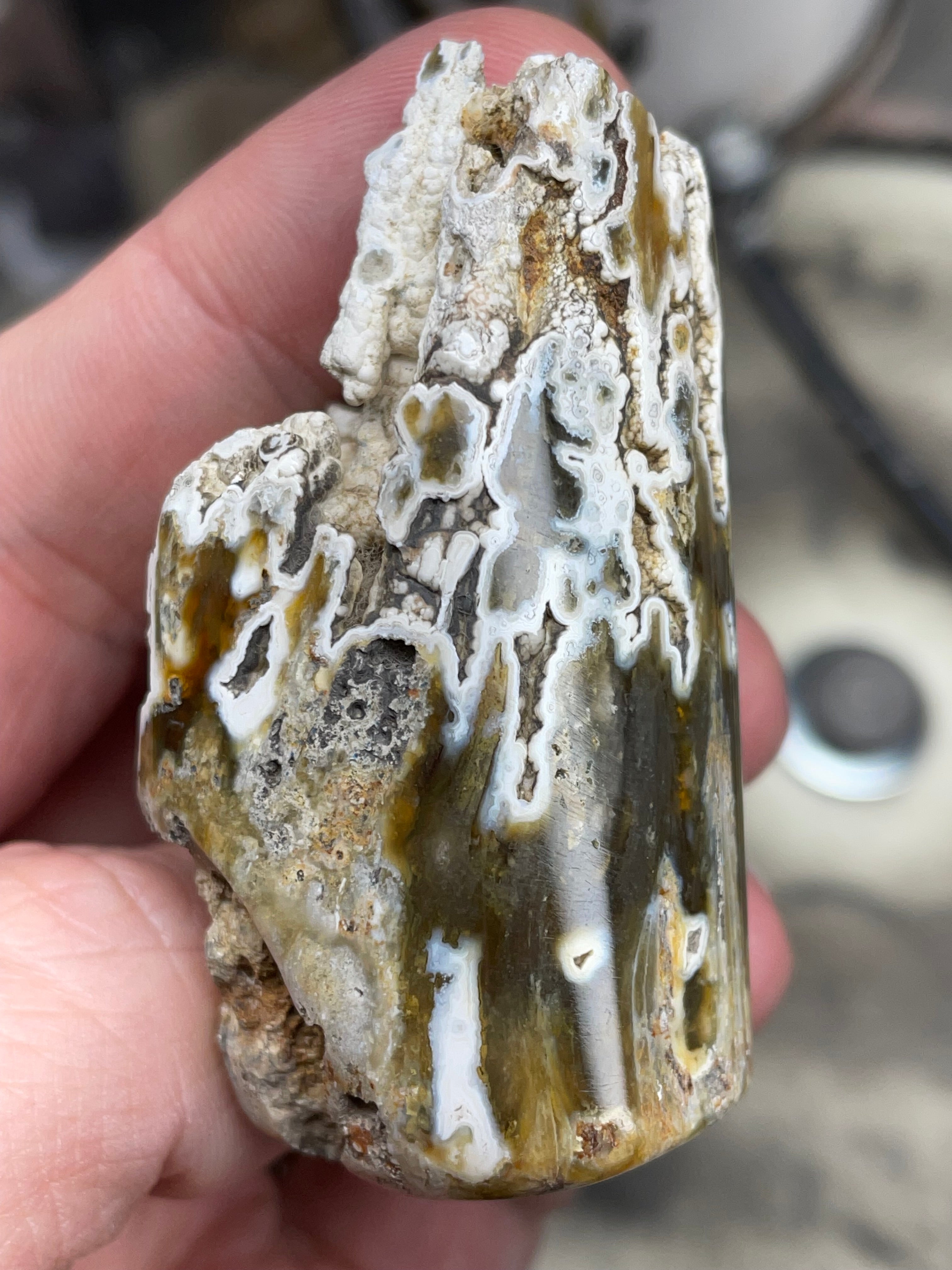 Agatized Coral – Hand Shaped & Polished Freeform