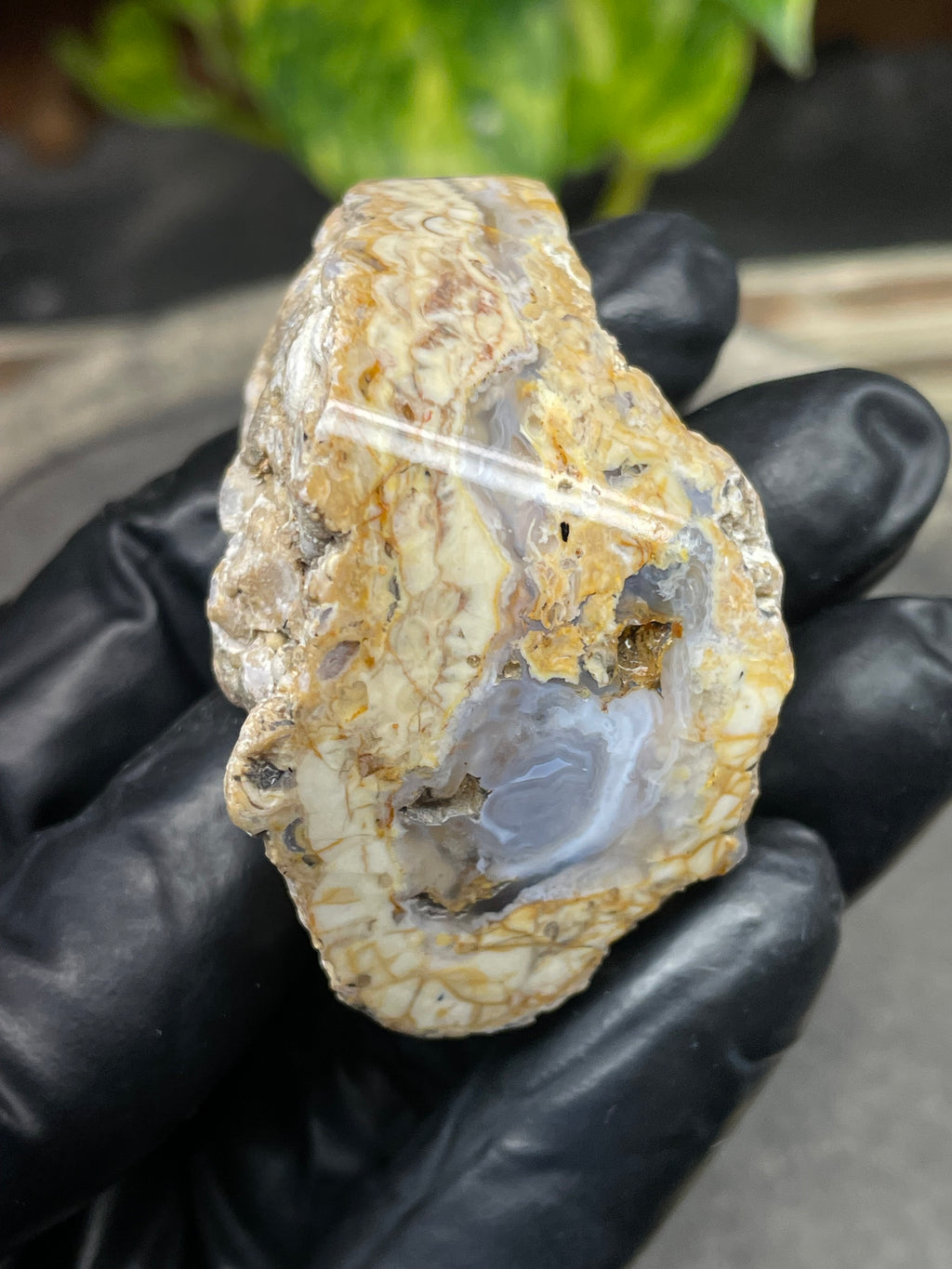 StoneBorn Creations Hand-Polished Curved Lace Agate with Natural Cream, Gold & Gray Banding – One-of-a-Kind Display Stone