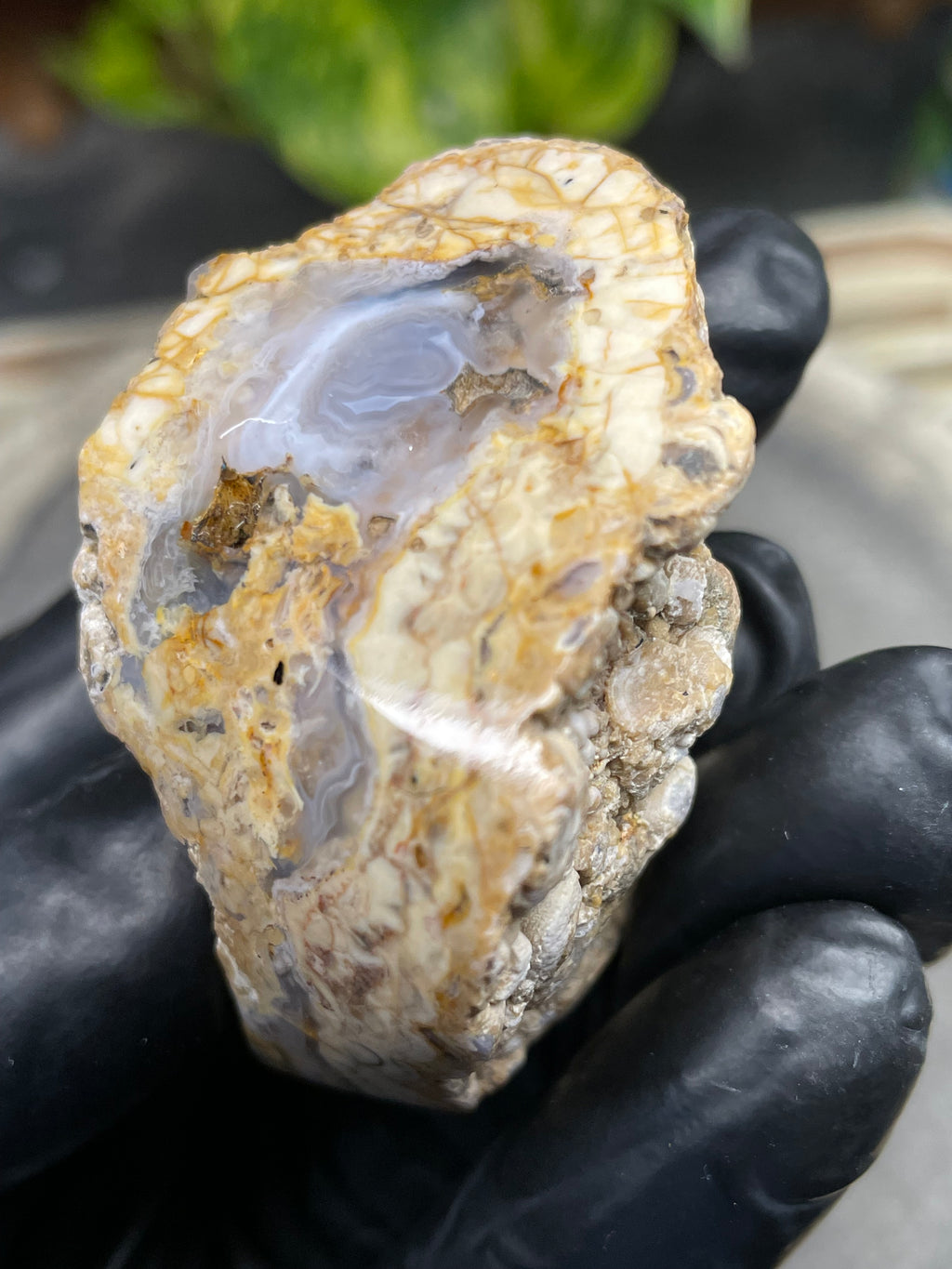 StoneBorn Creations Hand-Polished Curved Lace Agate with Natural Cream, Gold & Gray Banding – One-of-a-Kind Display Stone
