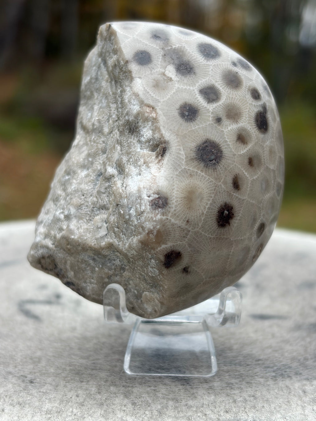 StoneBorn Creations – Hand-Polished Petoskey Stone | Fossilized Coral | Natural Freeform Display