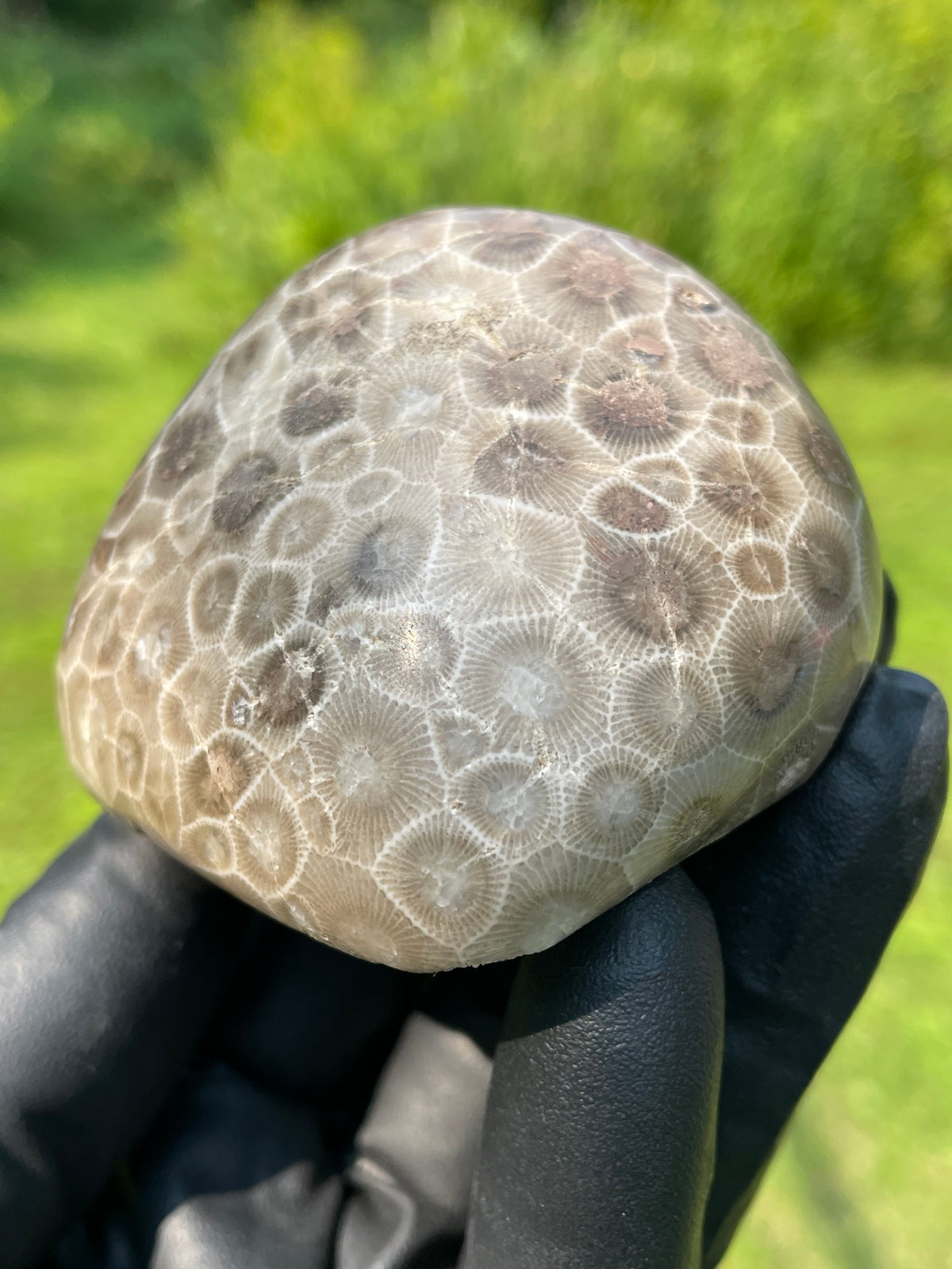 StoneBorn Creations Hand-Polished Petoskey Stone Fossil Coral Freeform Display Stone
