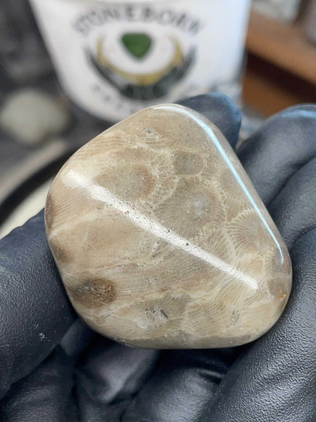 StoneBorn Creations – Polished Petoskey Stone (Ancient Fossil Coral)