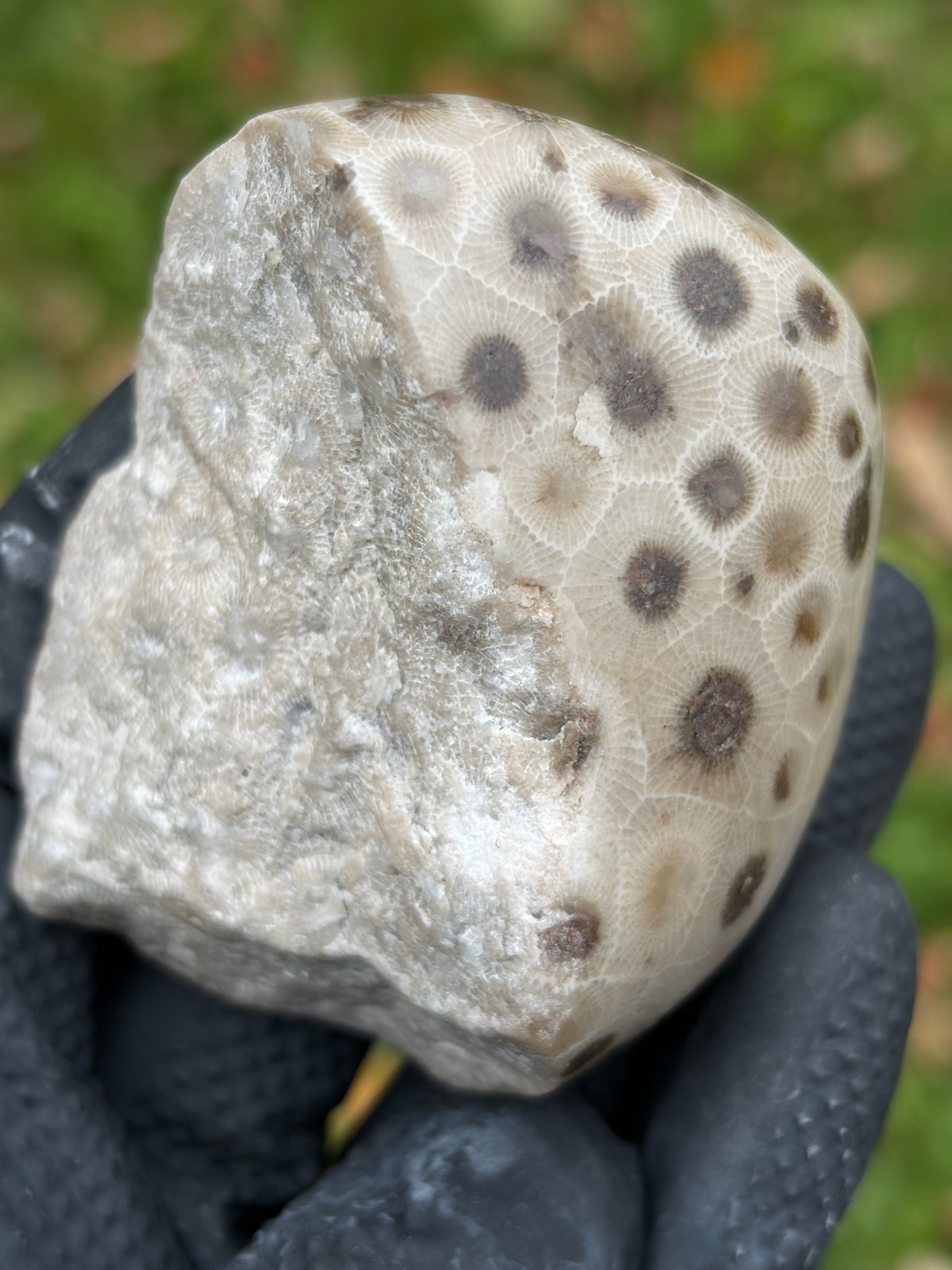 StoneBorn Creations – Hand-Polished Petoskey Stone | Fossilized Coral | Natural Freeform Display