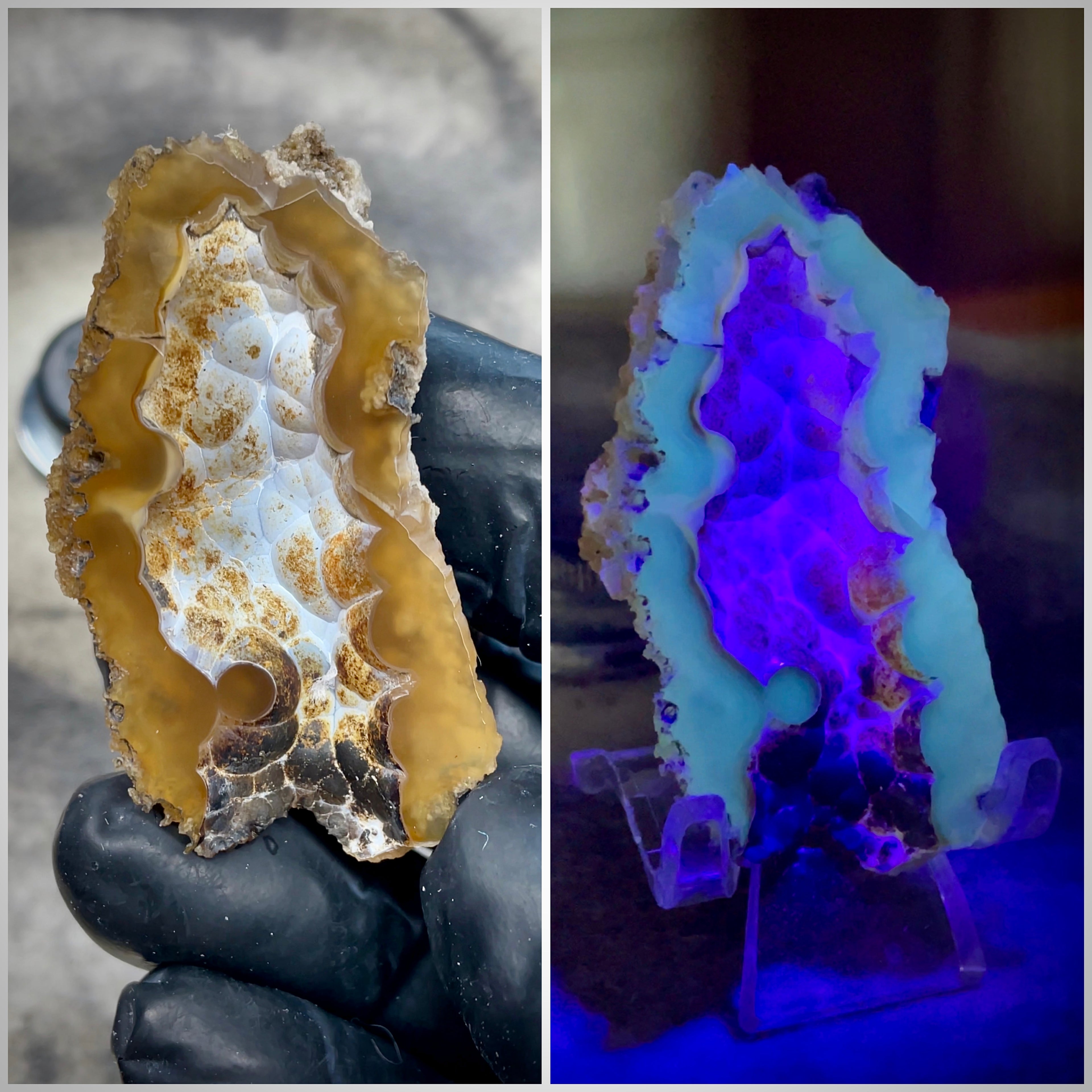 UV Reactive Agatized Coral — Polished Fossil Specimen