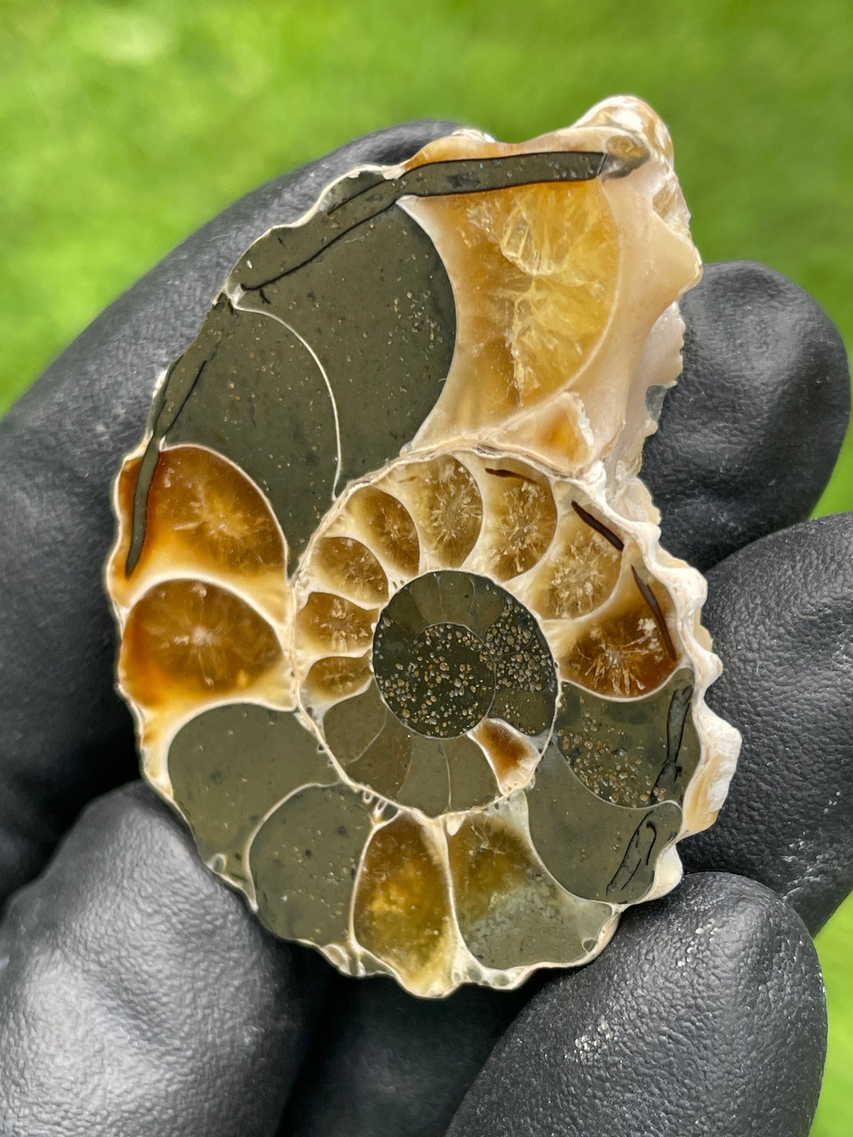 StoneBorn Creations Polished Ammonite Fossil – Golden Crystal Chambers