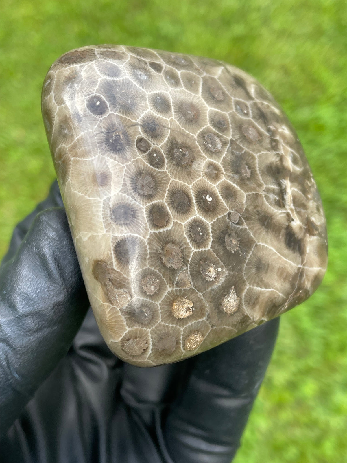 StoneBorn Creations Petoskey Stone Freeform – Hand Polished Fossil Coral with Natural Matrix