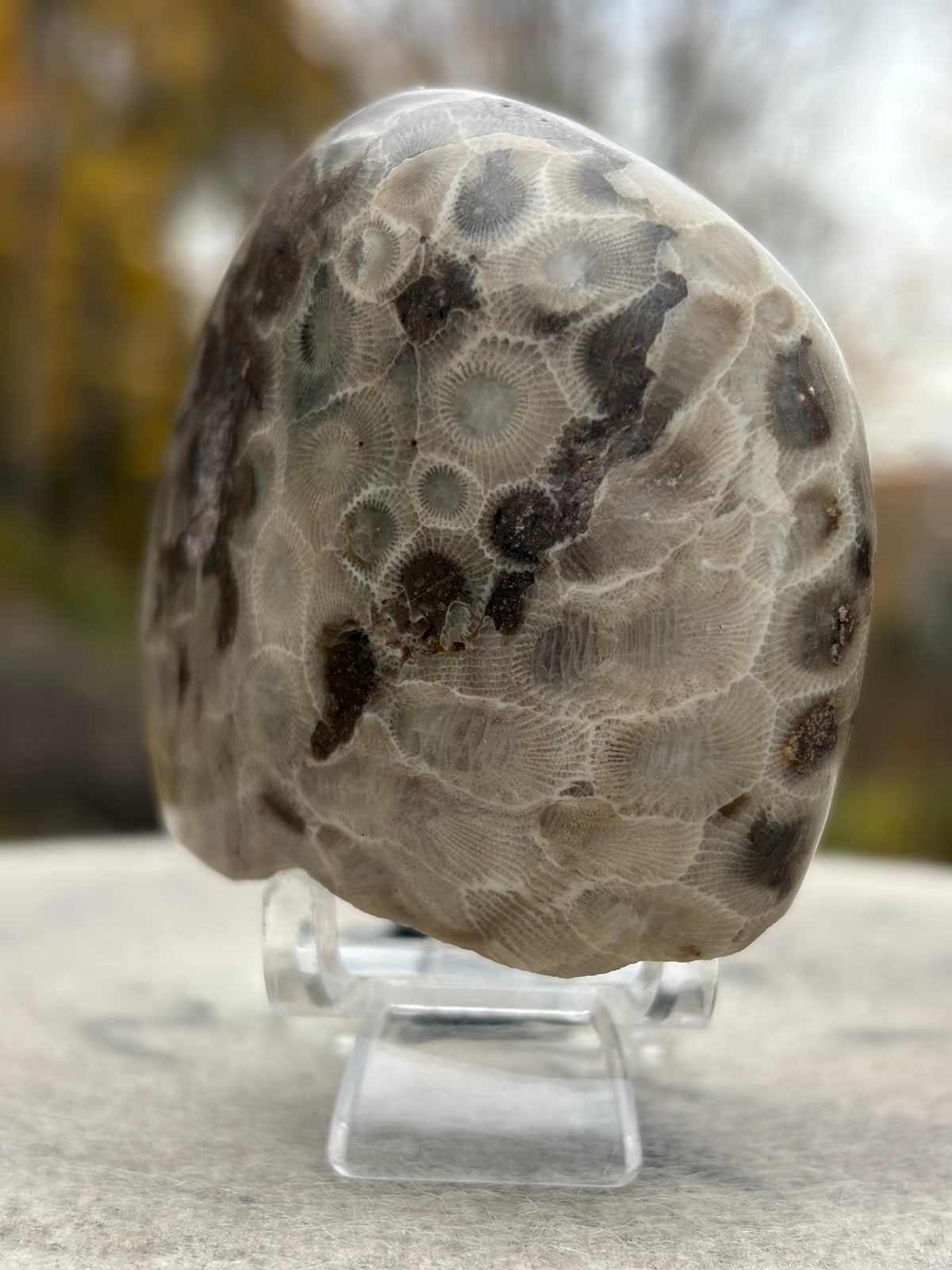 StoneBorn Creations – Hand-Polished Petoskey Stone | Fossilized Coral | Natural Freeform Display