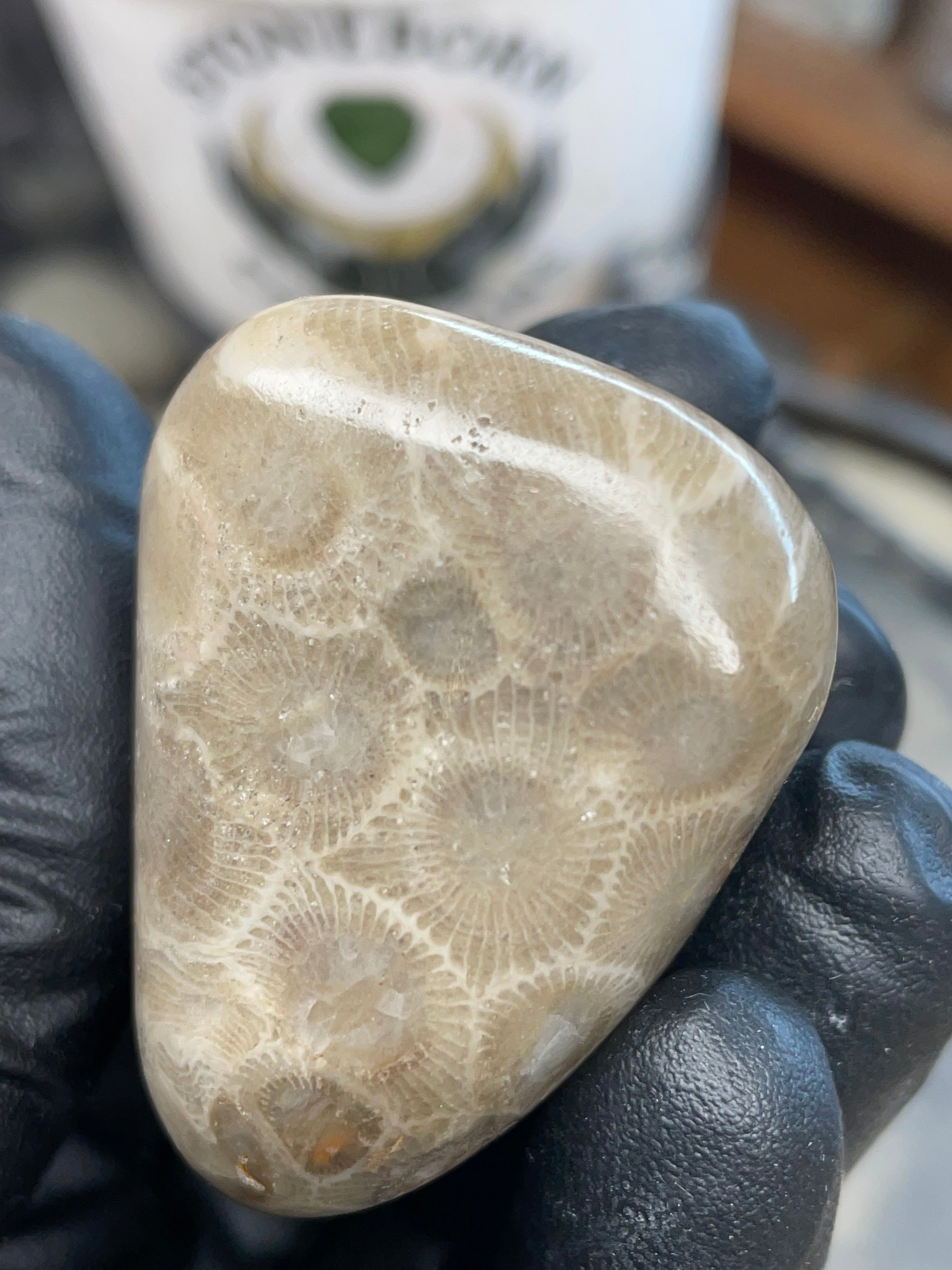 StoneBorn Creations – Polished Petoskey Stone (Ancient Fossil Coral)