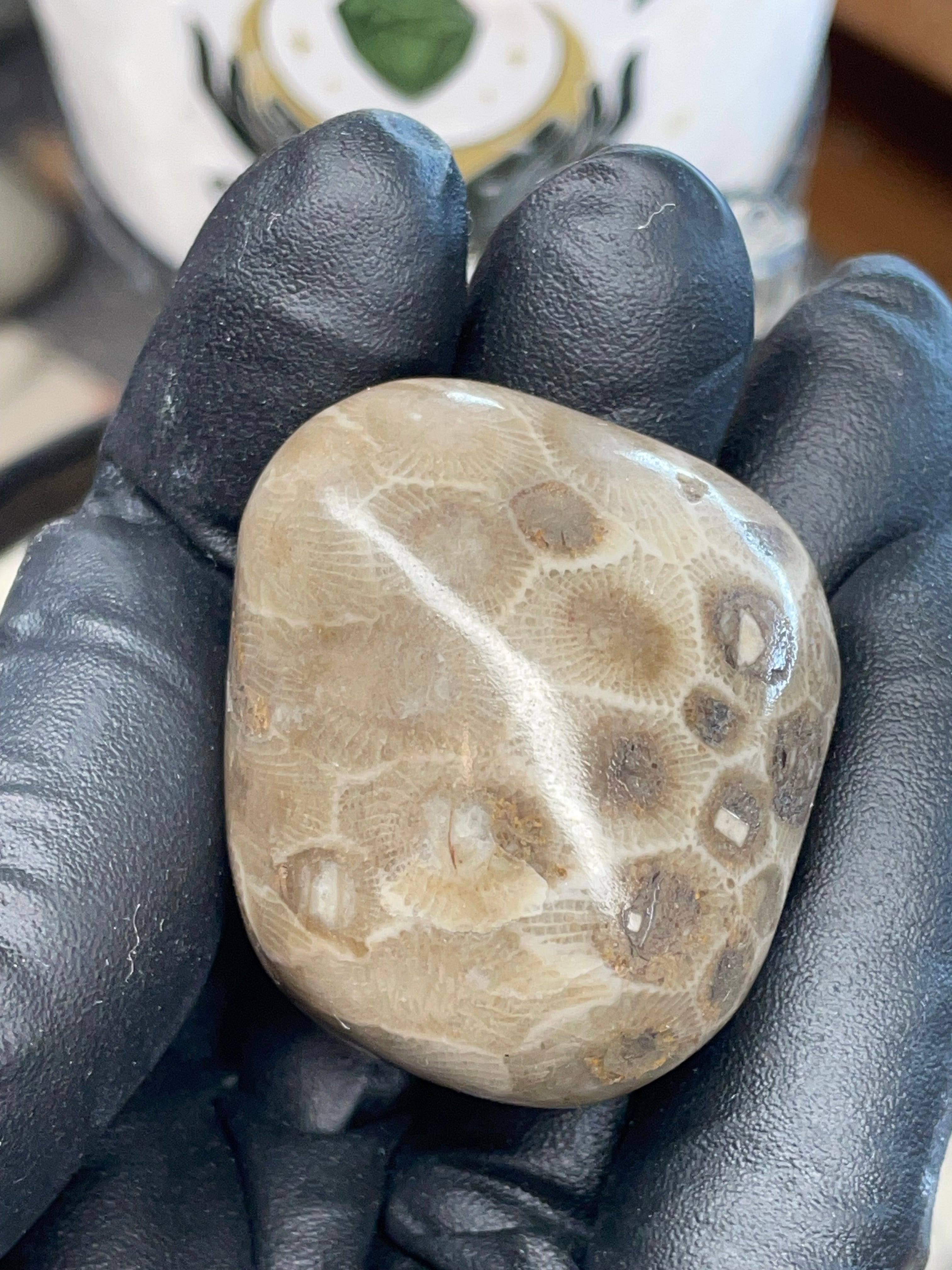 StoneBorn Creations – Polished Petoskey Stone (Ancient Fossil Coral)