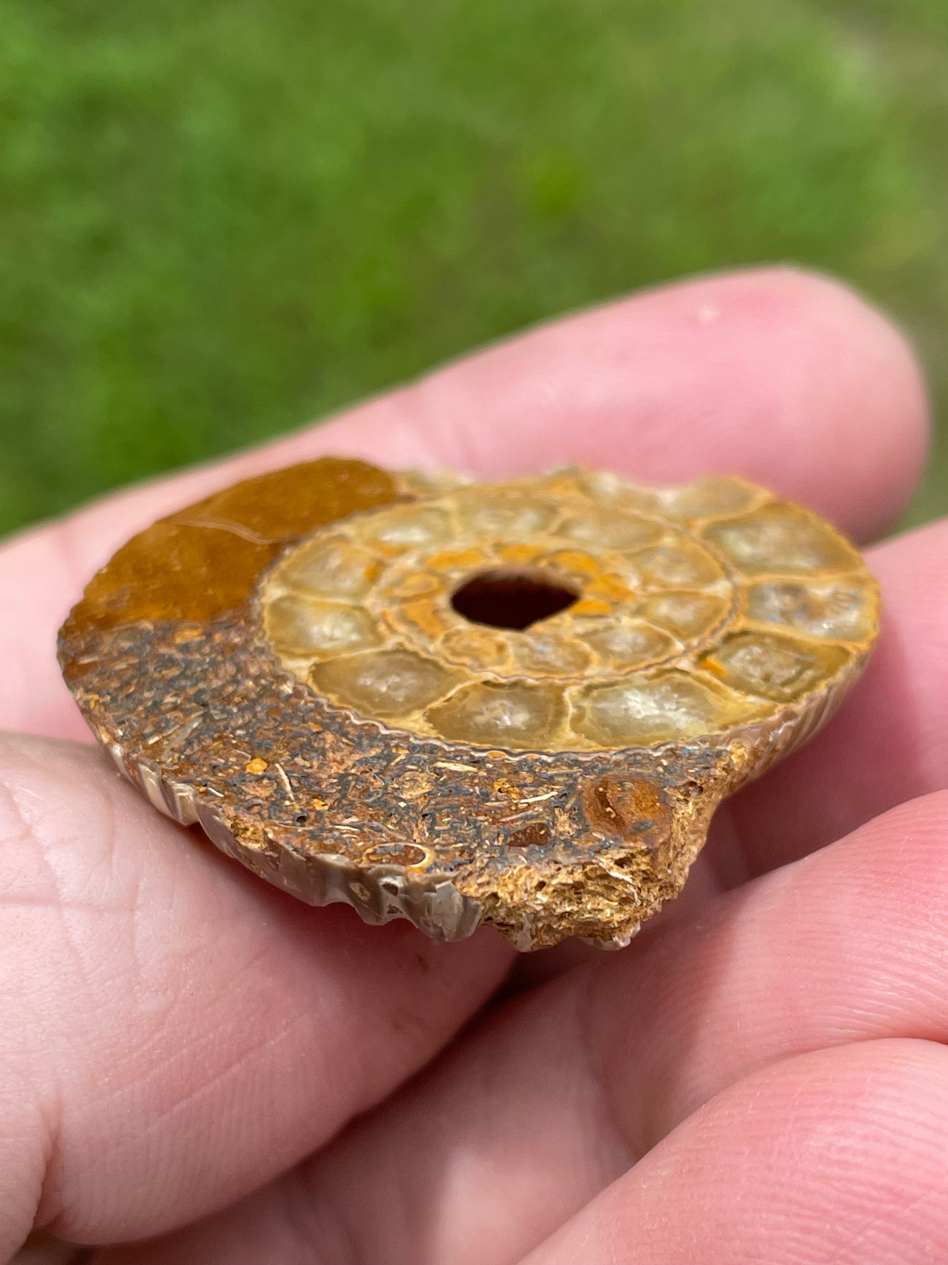 StoneBorn Creations Hand-Polished Split Ammonite Fossil Pair with Natural Druzy Chambers and Preserved Crystal-Filled Septa