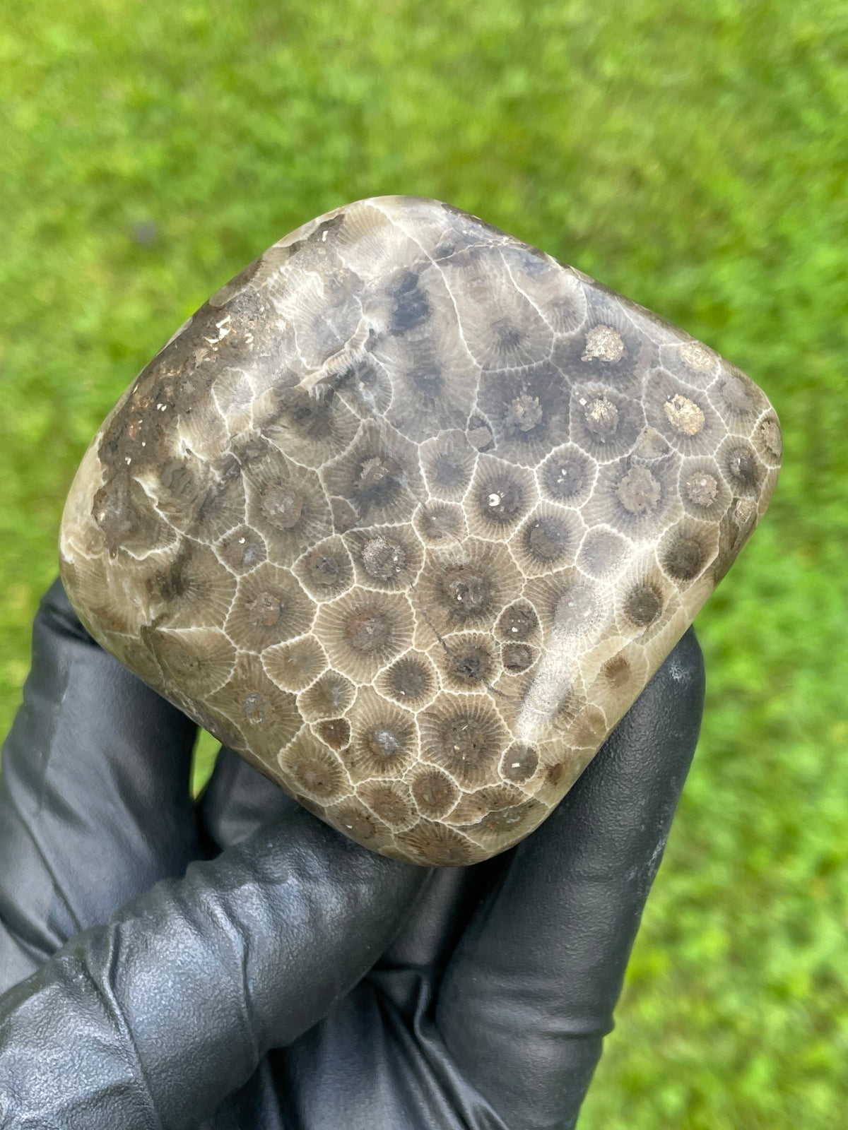 StoneBorn Creations Petoskey Stone Freeform – Hand Polished Fossil Coral with Natural Matrix