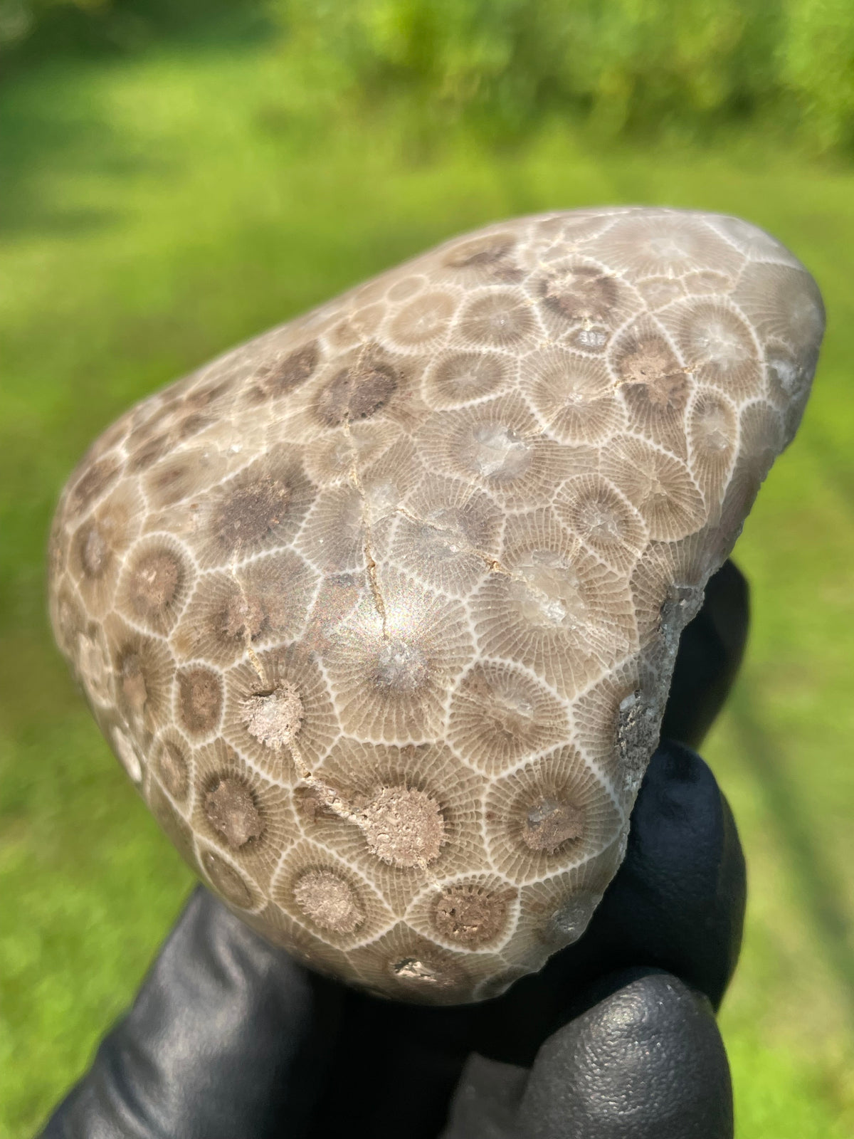 StoneBorn Creations Hand-Polished Petoskey Stone Fossil Coral Freeform Display Stone