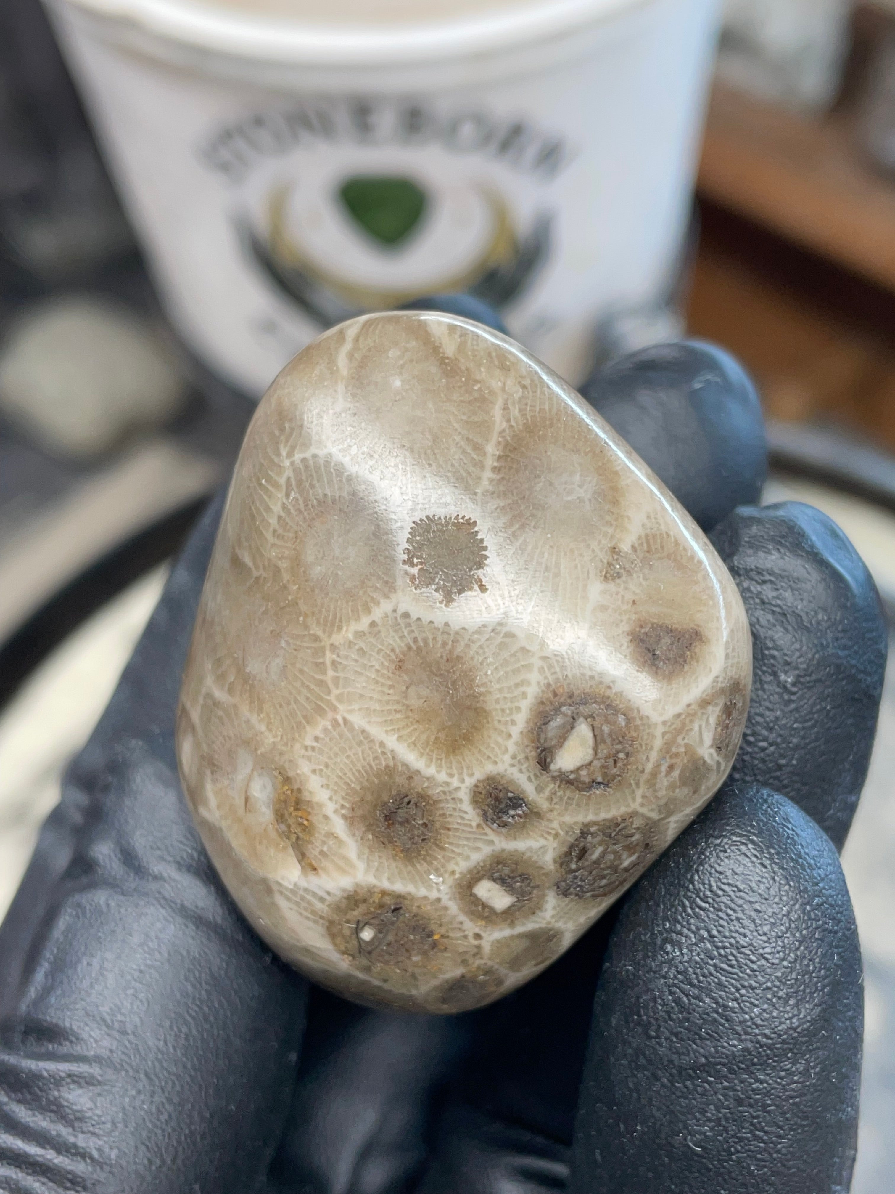 StoneBorn Creations – Polished Petoskey Stone (Ancient Fossil Coral)