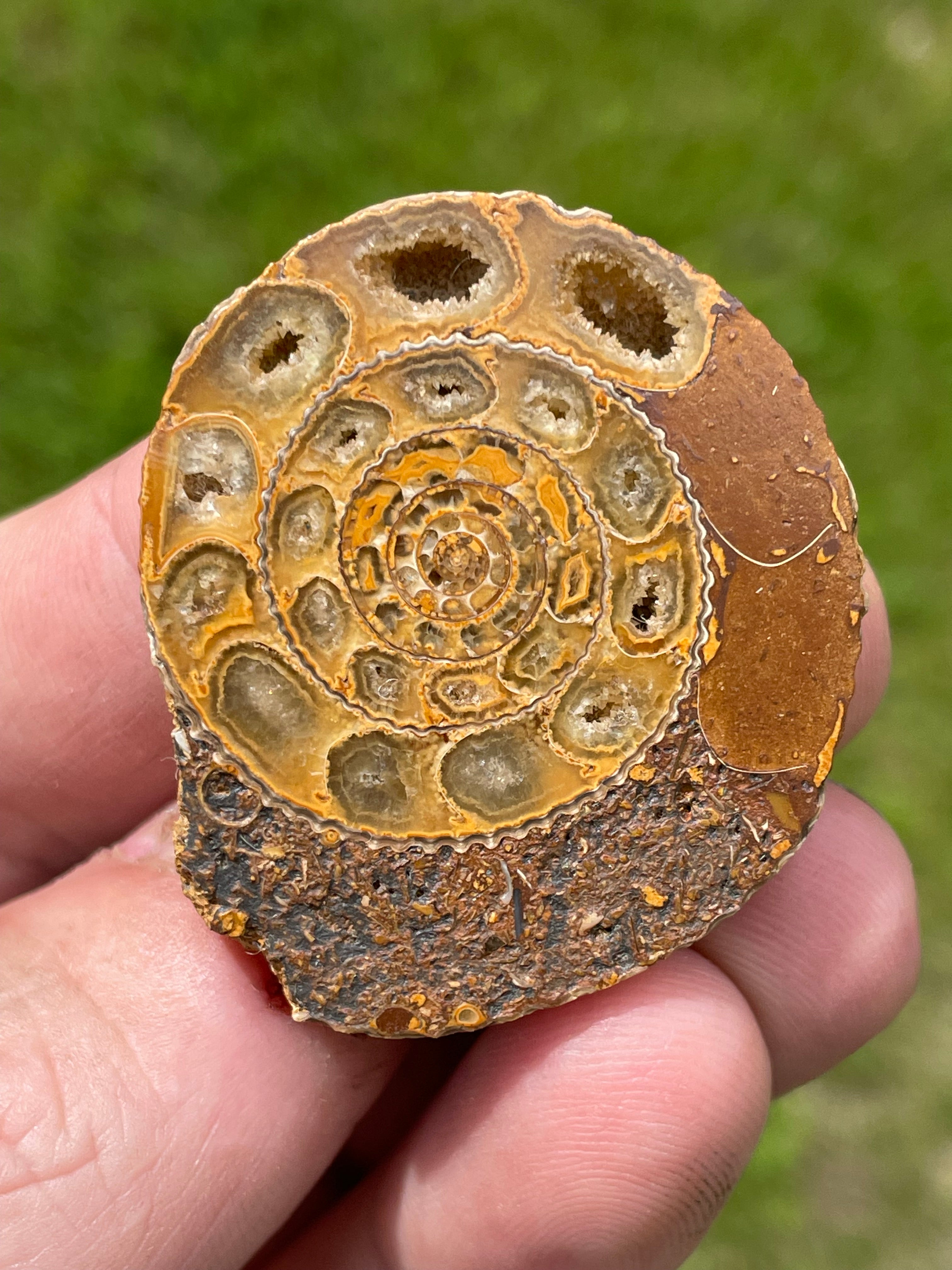 StoneBorn Creations Hand-Polished Split Ammonite Fossil Pair with Natural Druzy Chambers and Preserved Crystal-Filled Septa