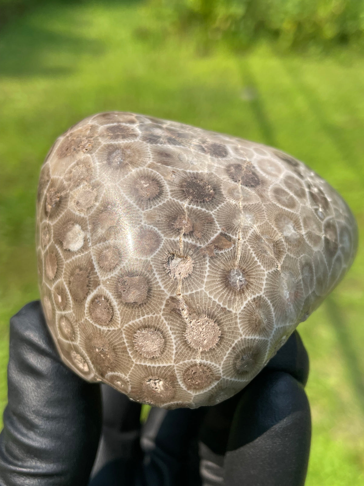 StoneBorn Creations Hand-Polished Petoskey Stone Fossil Coral Freeform Display Stone