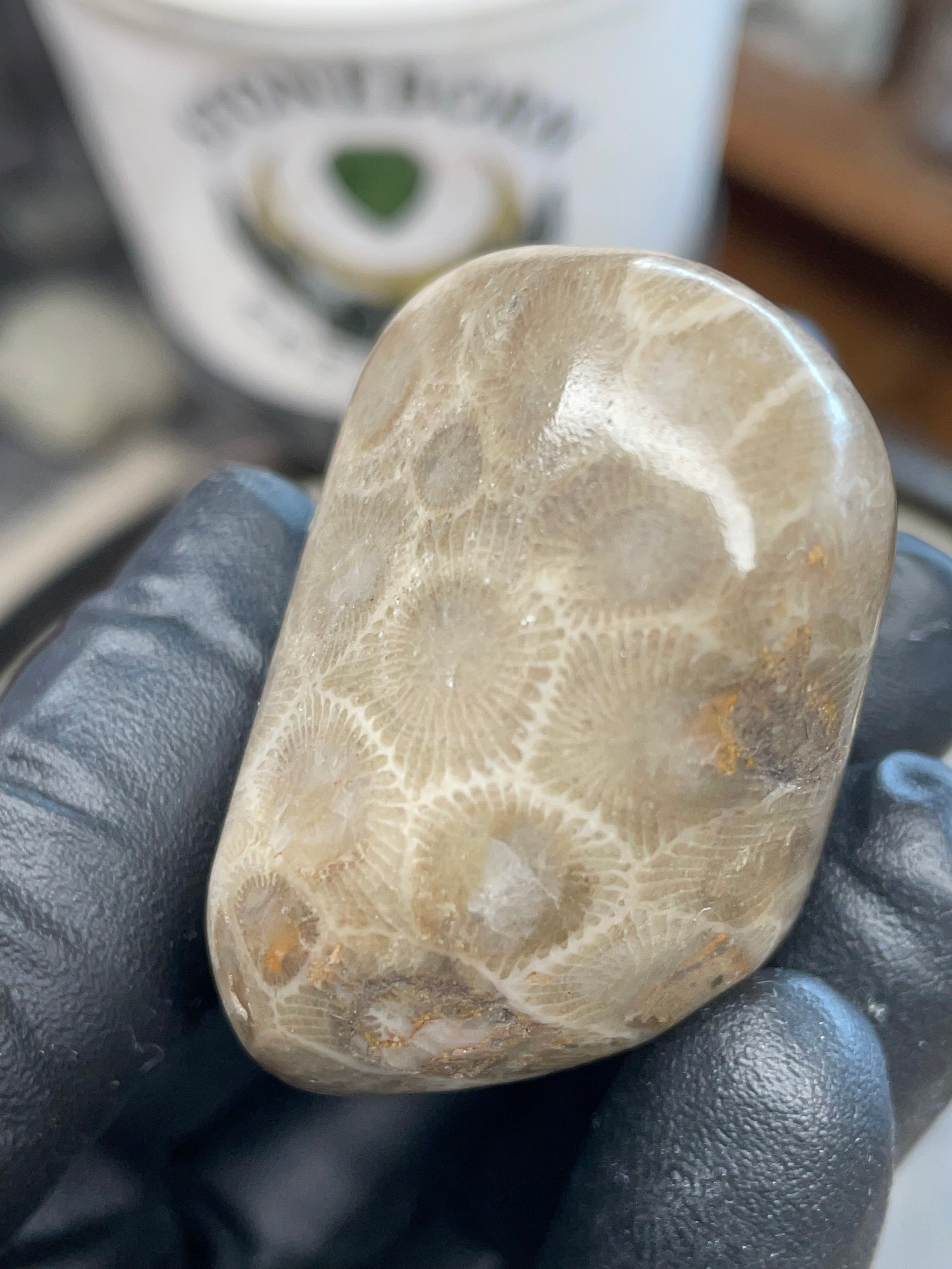 StoneBorn Creations – Polished Petoskey Stone (Ancient Fossil Coral)