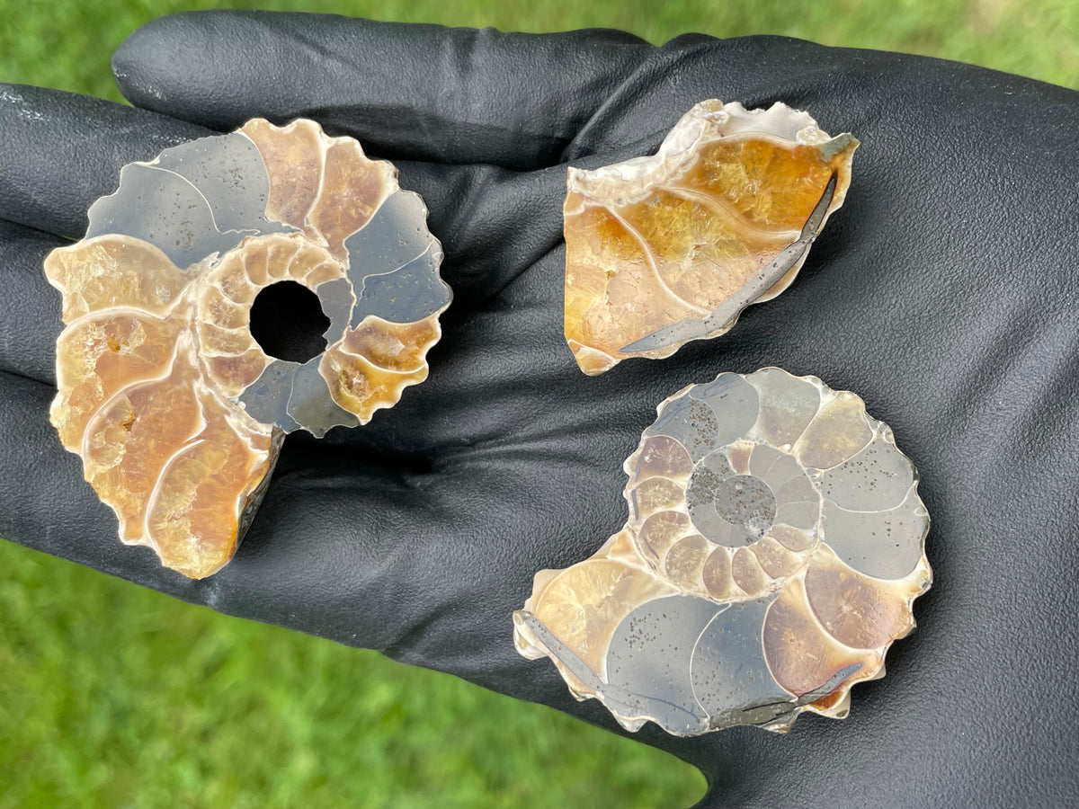 StoneBorn Creations Polished Ammonite Fossil – Golden Crystal Chambers