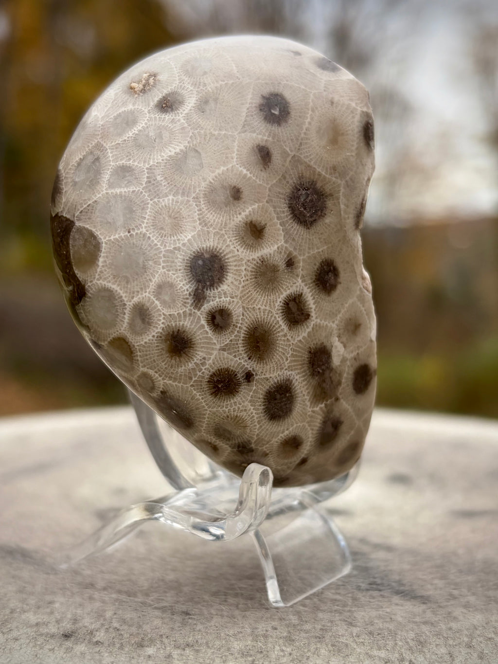 StoneBorn Creations – Hand-Polished Petoskey Stone | Fossilized Coral | Natural Freeform Display